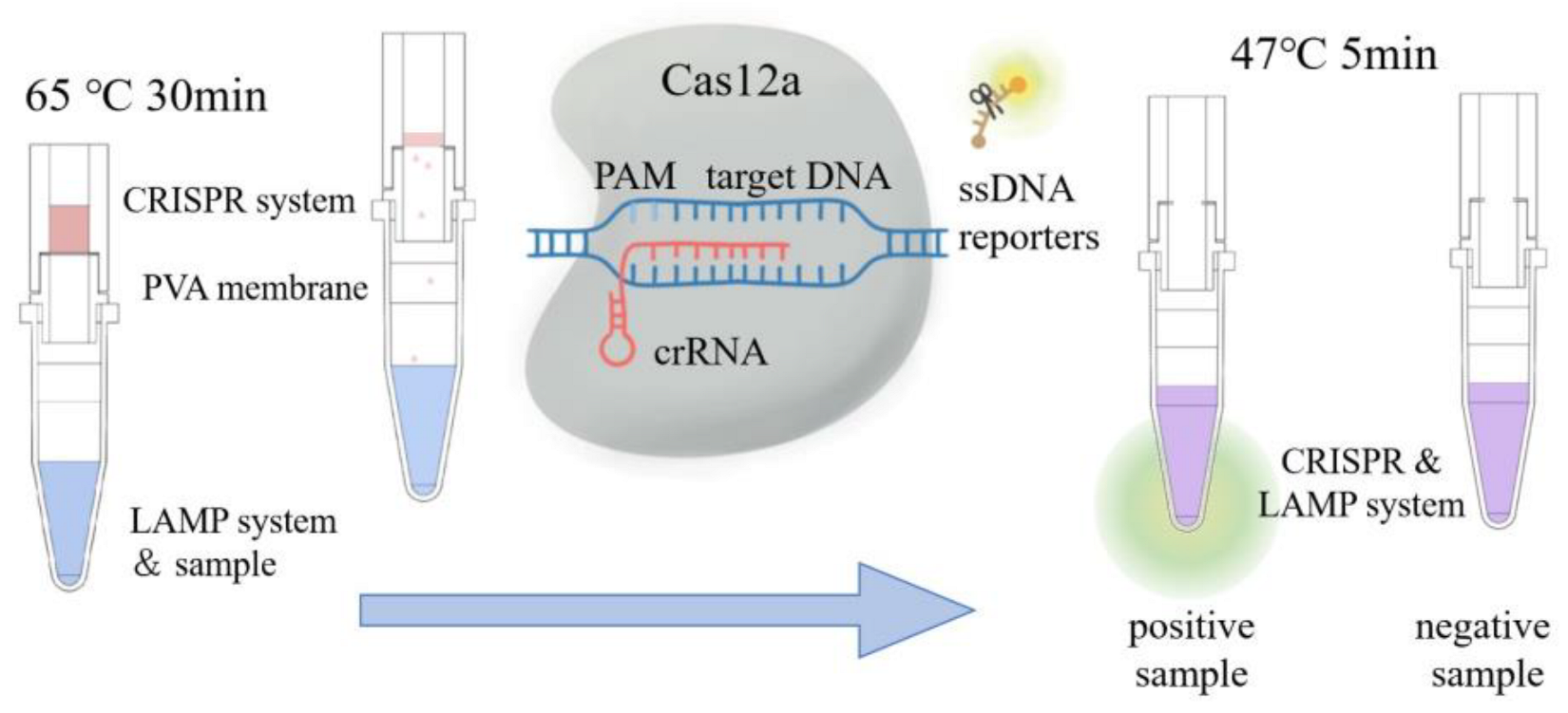 Biosensors 13 00111 g001 Biosensors 13 00111 g001