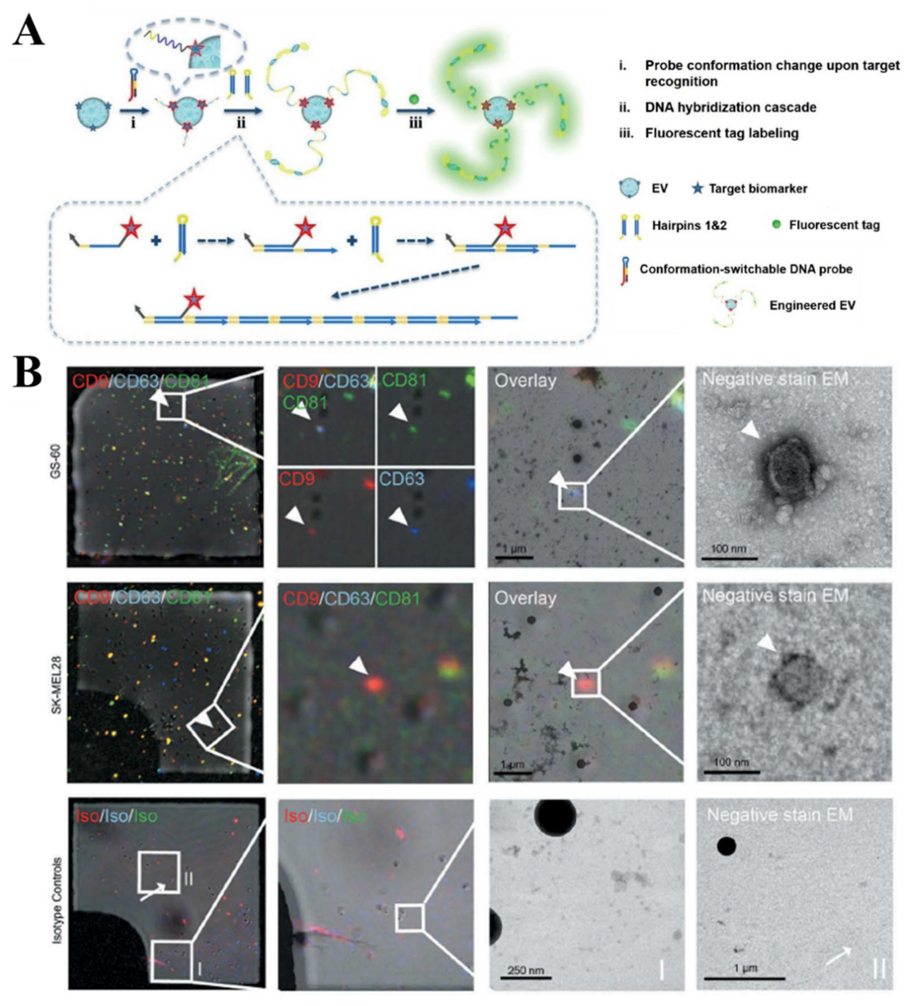 Biosensors 13 00129 g005