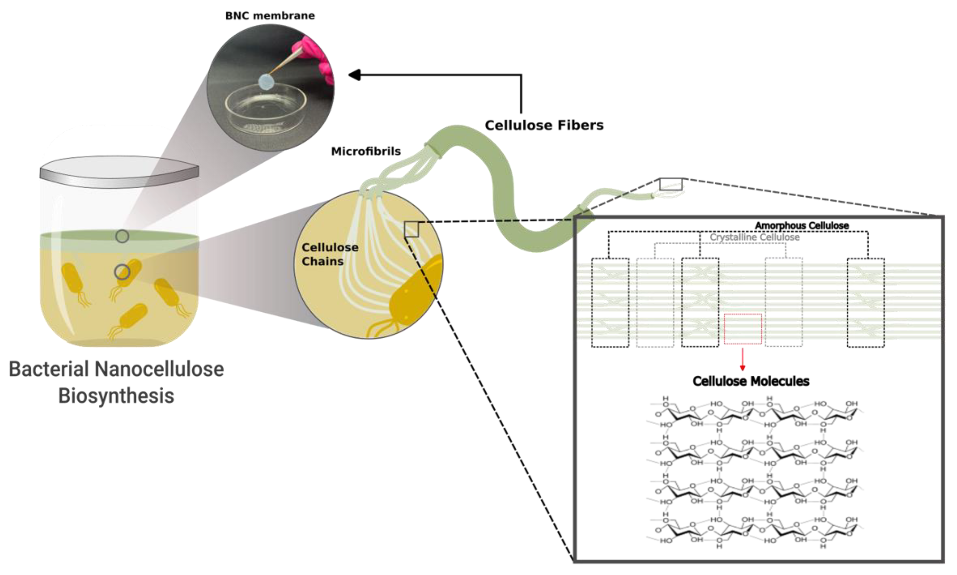 Biosensors 13 00142 g001