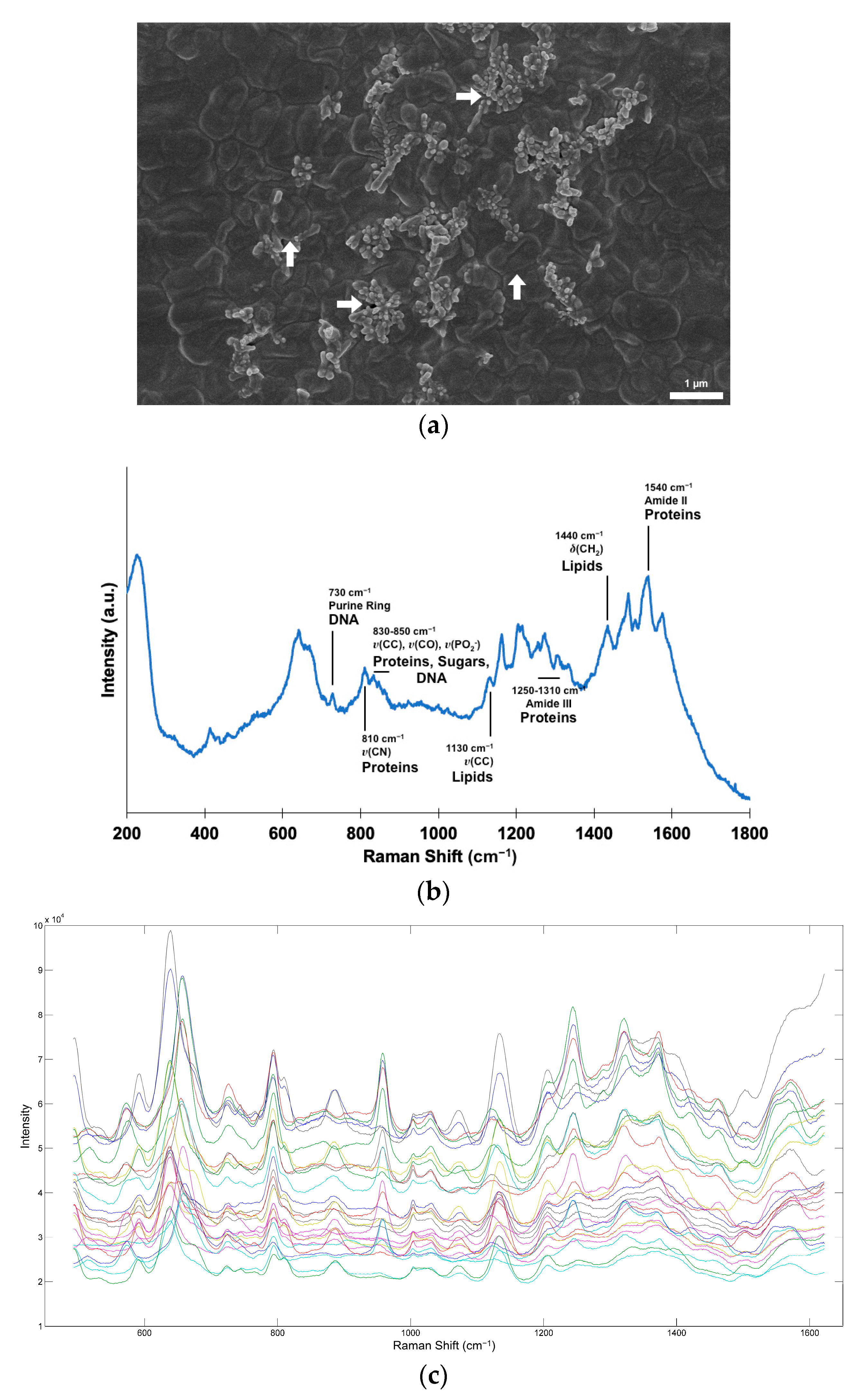 Biosensors 13 00149 g002