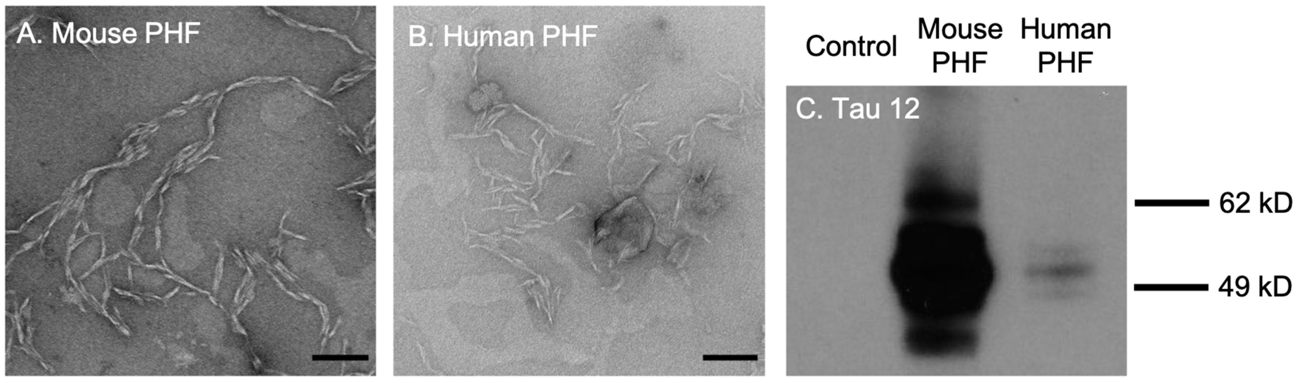 Biosensors 13 00151 g002