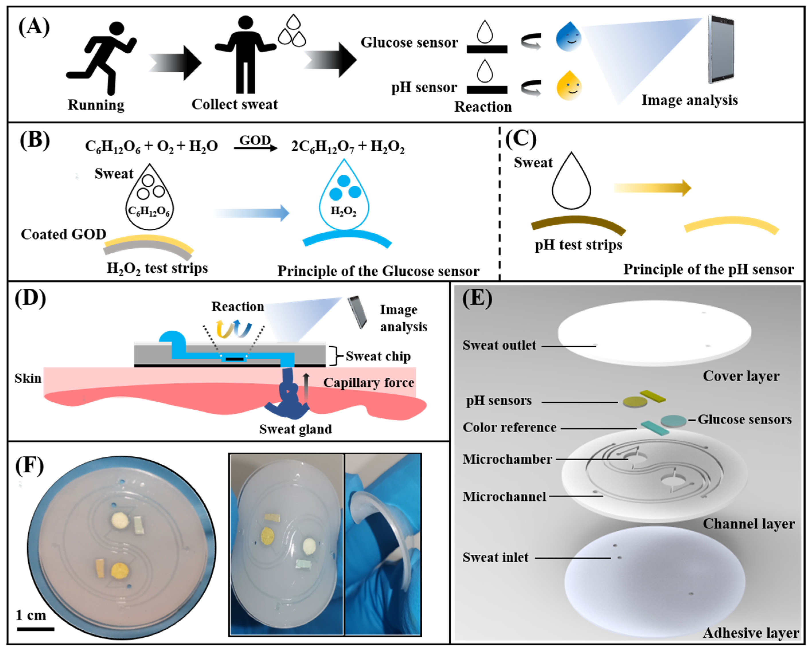 Biosensors 13 00157 g001