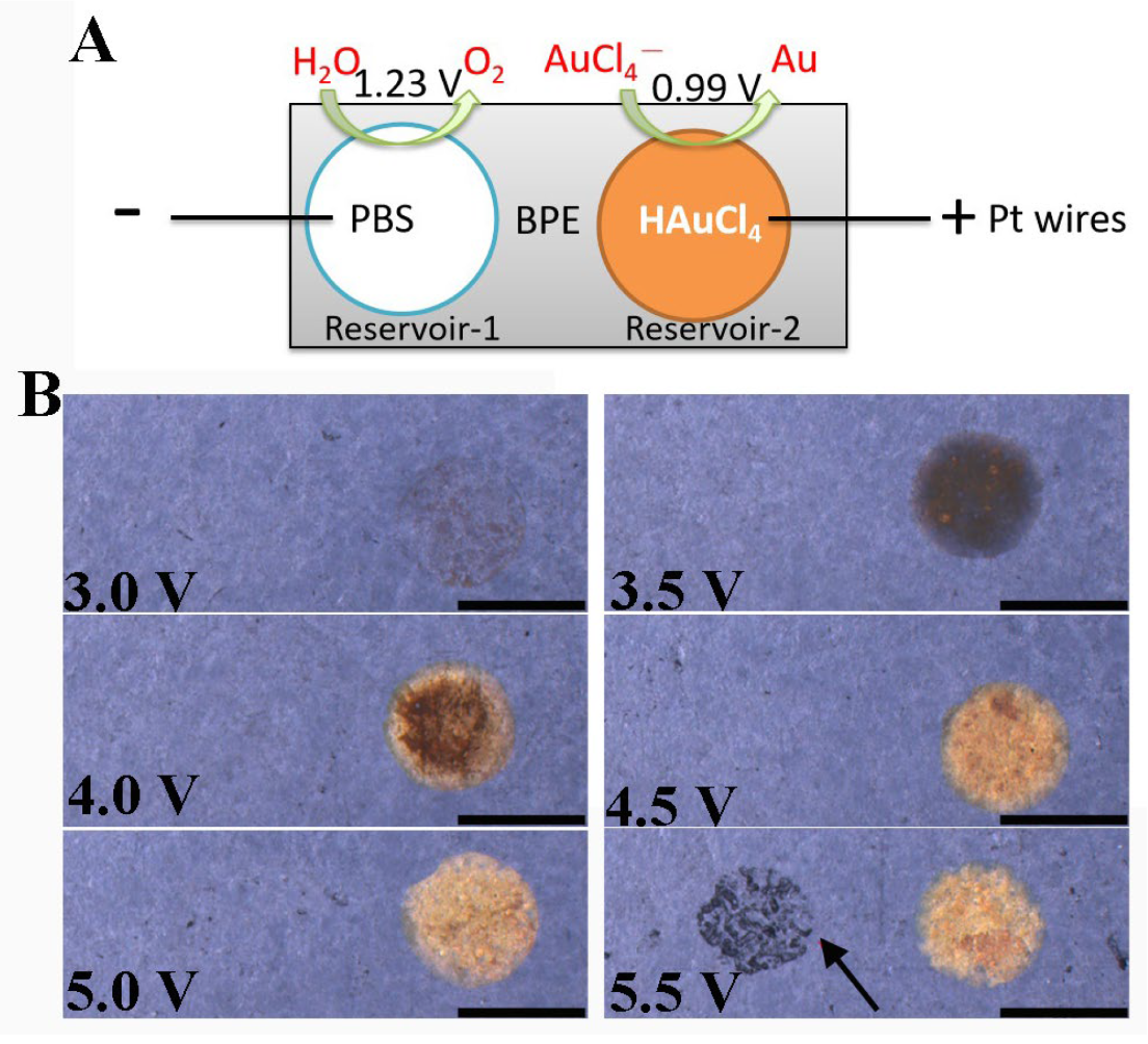 Biosensors 13 00158 g001