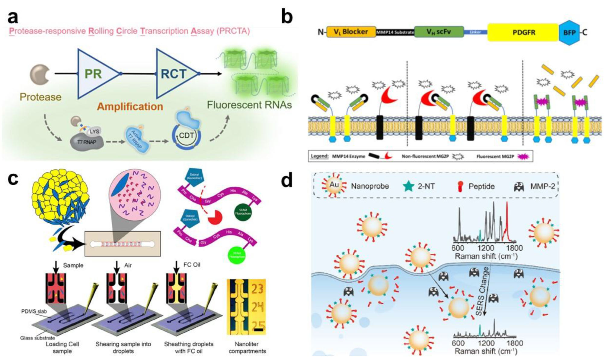 Biosensors 13 00171 g003 Biosensors 13 00171 g003