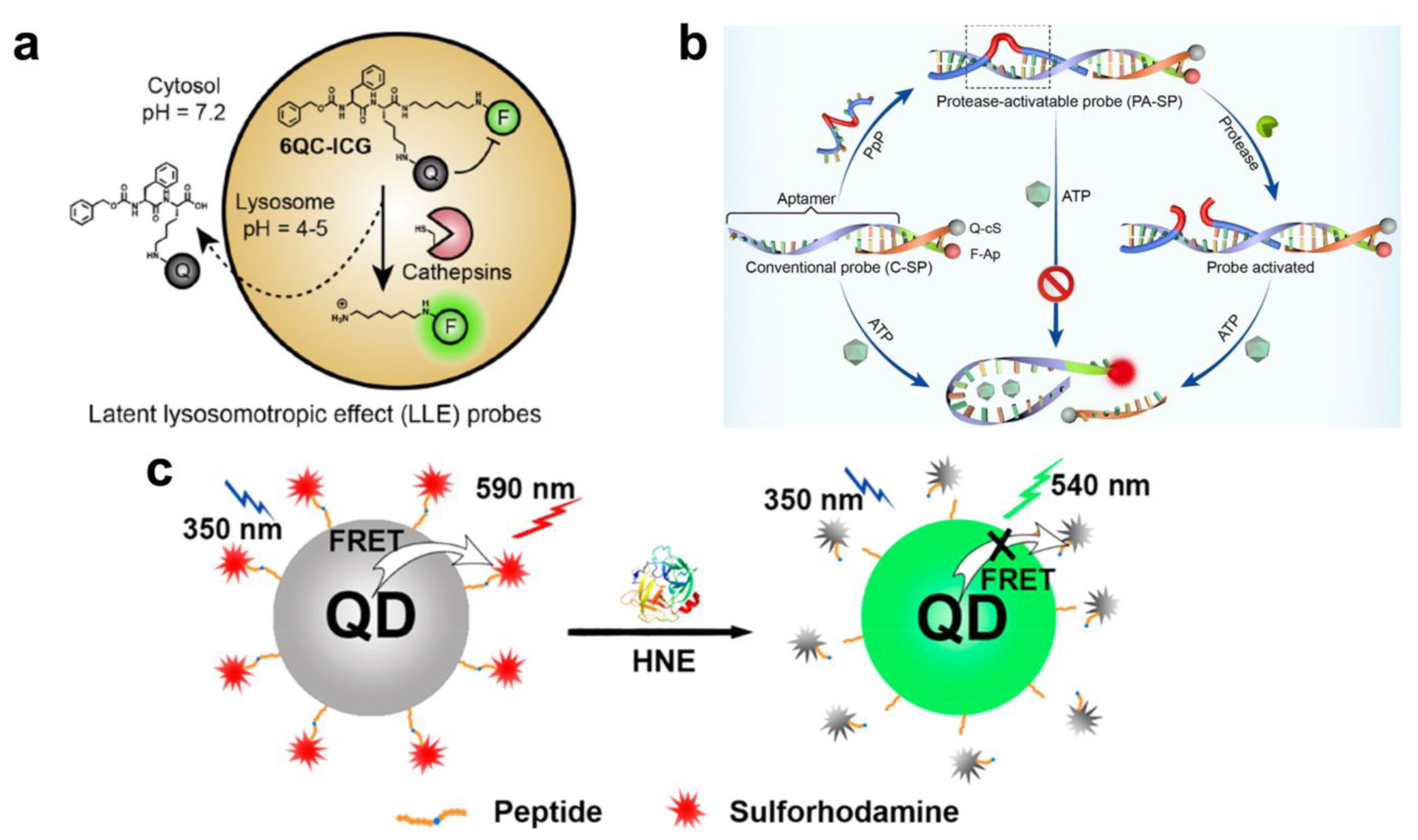 Biosensors 13 00171 g004 Biosensors 13 00171 g004