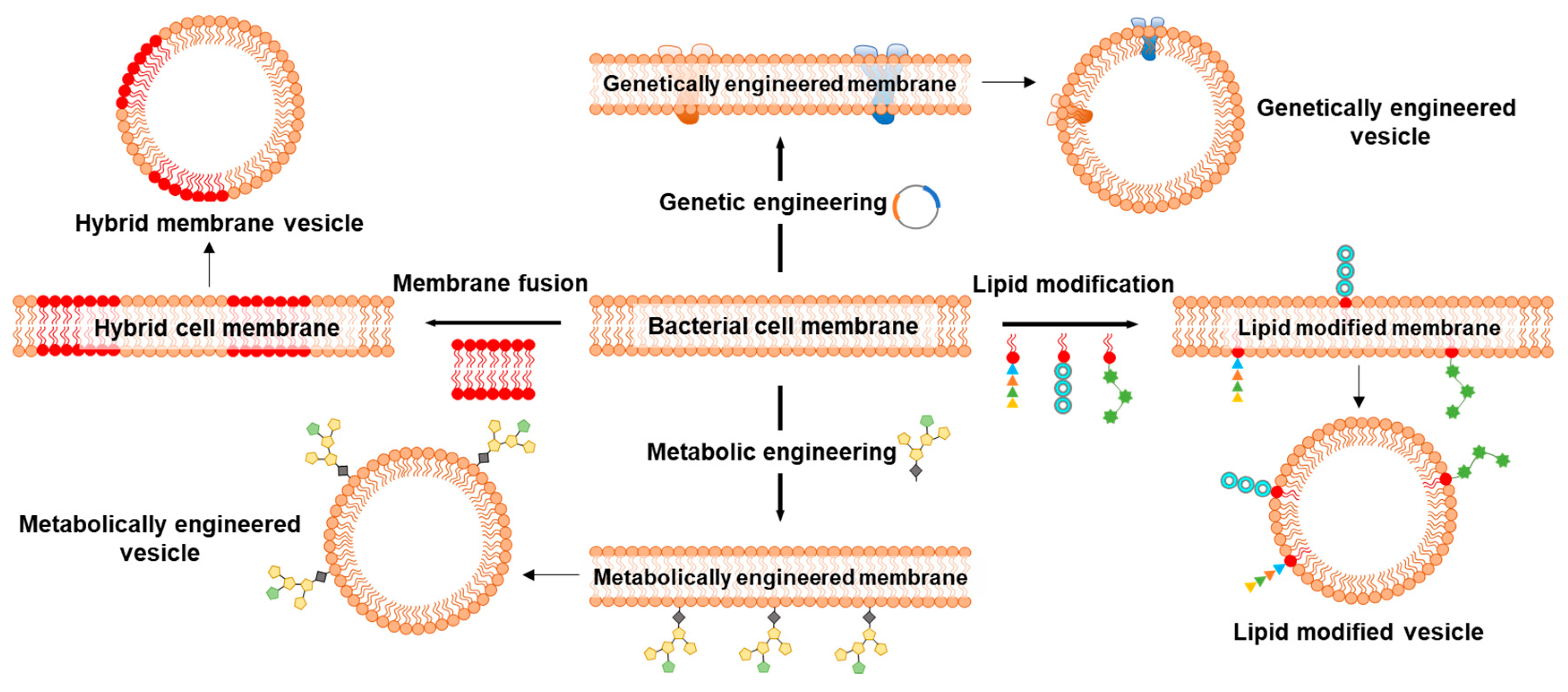 Biosensors 13 00189 g012