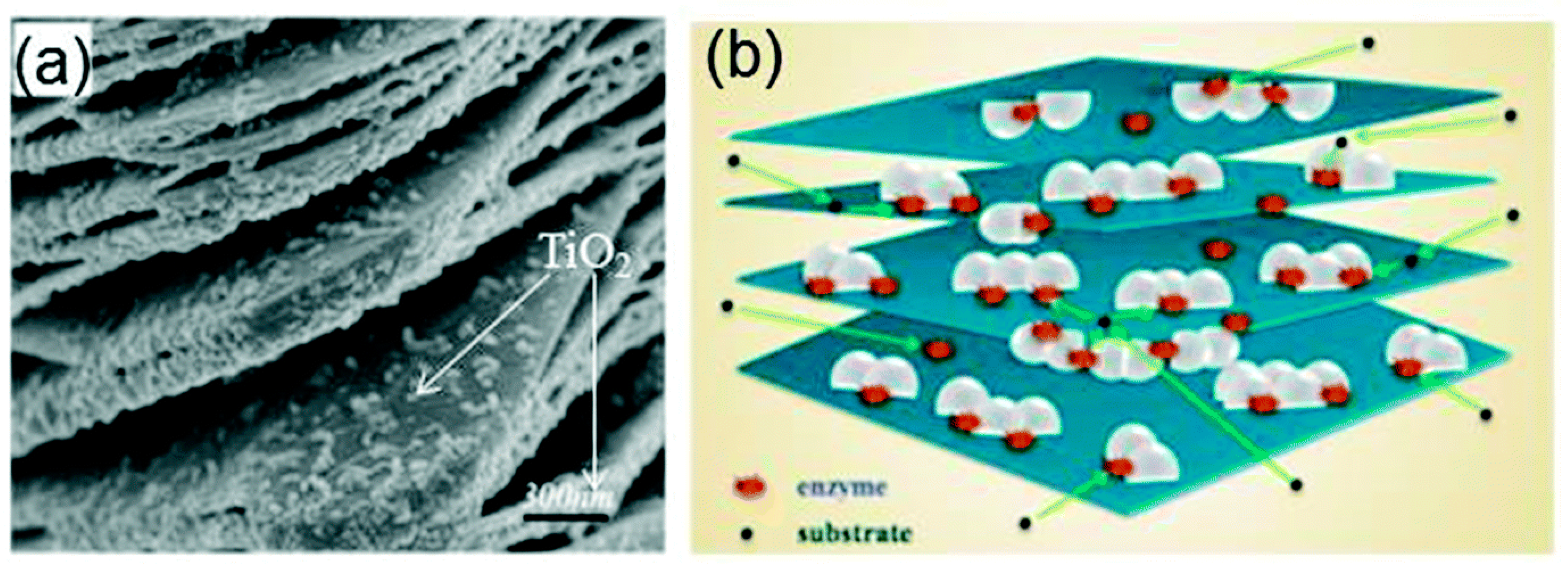 Biosensors 13 00192 g010