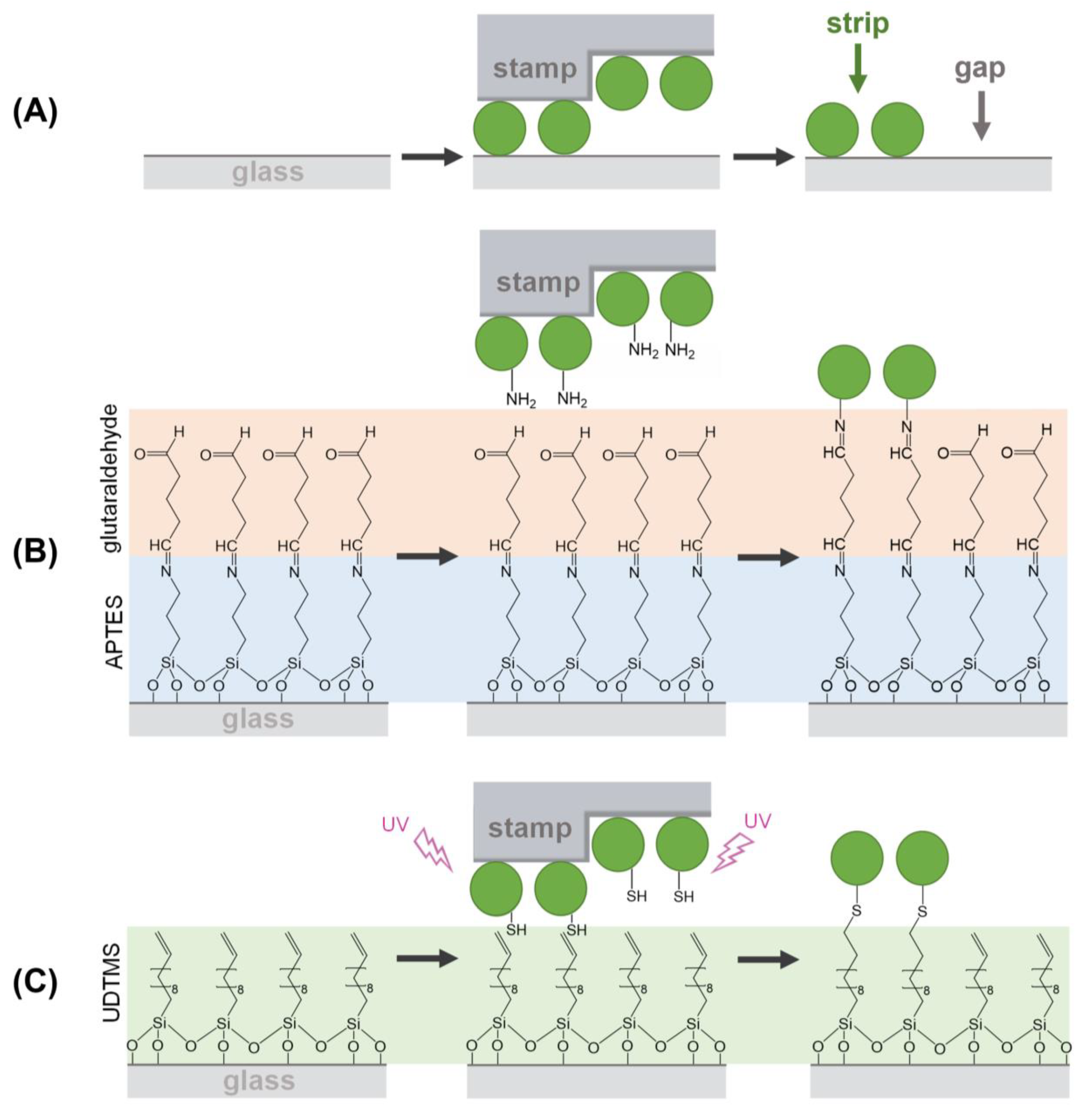 Biosensors 13 00214 g001 Biosensors 13 00214 g001