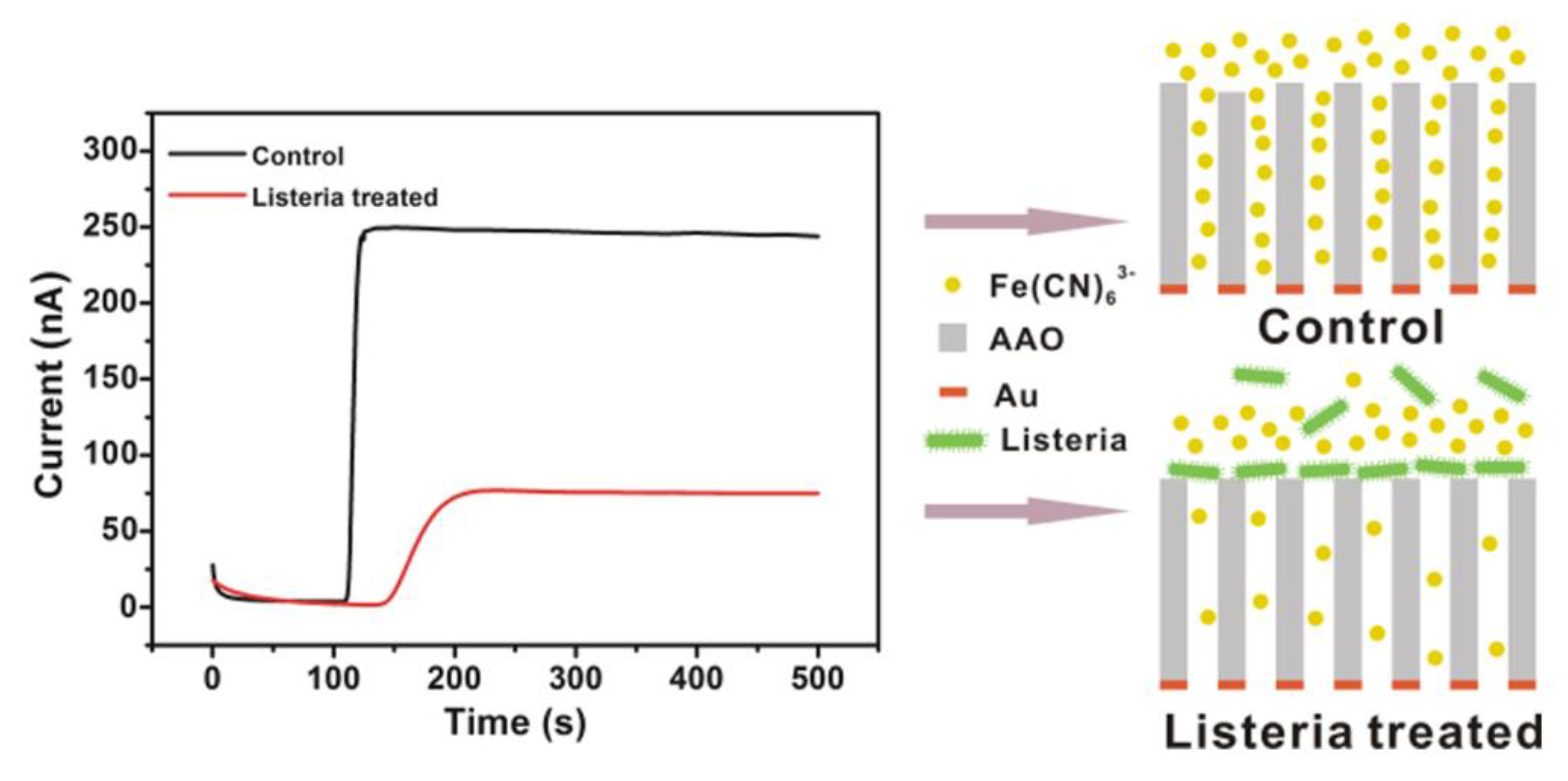 Biosensors 13 00216 g001