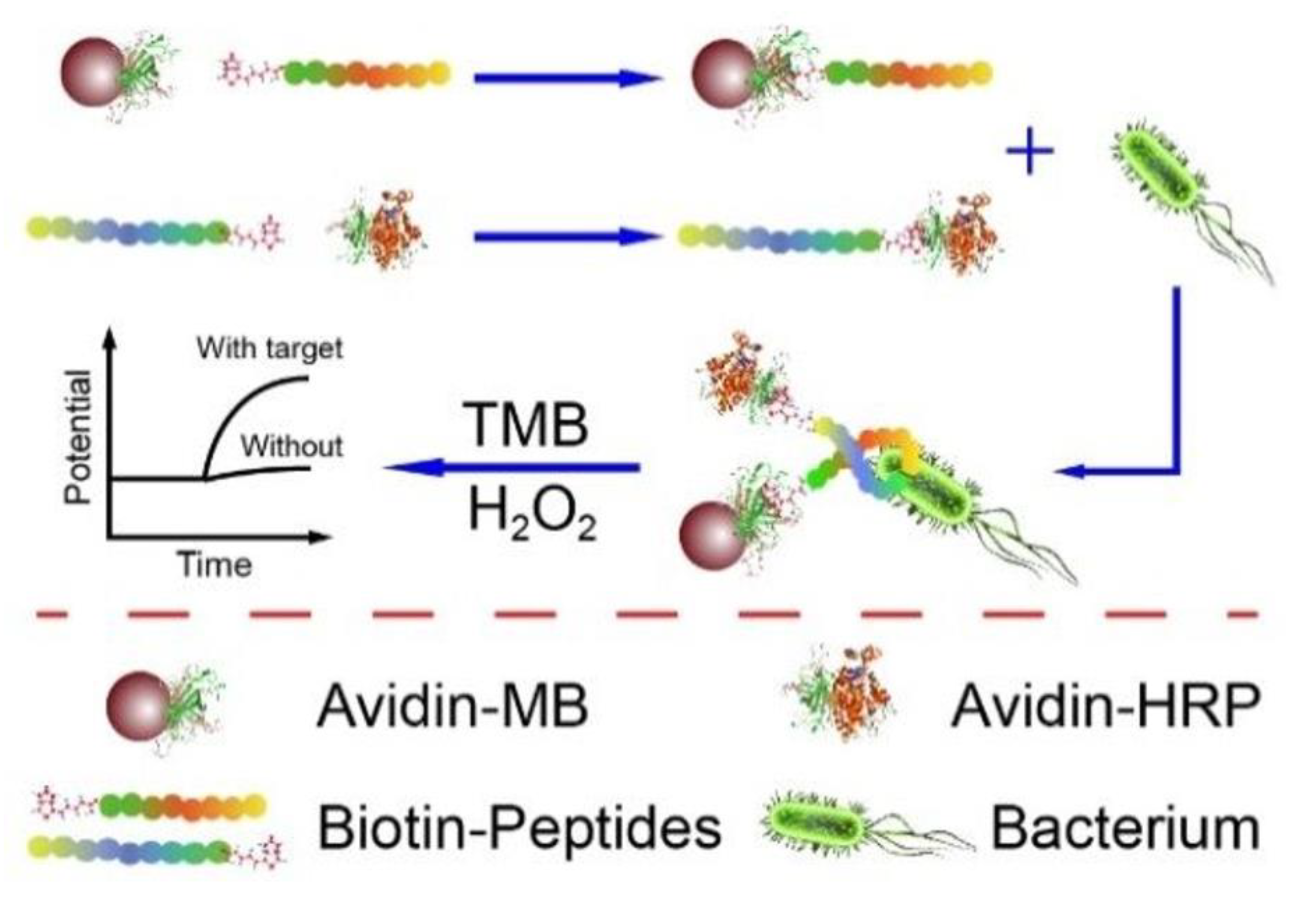 Biosensors 13 00216 g002