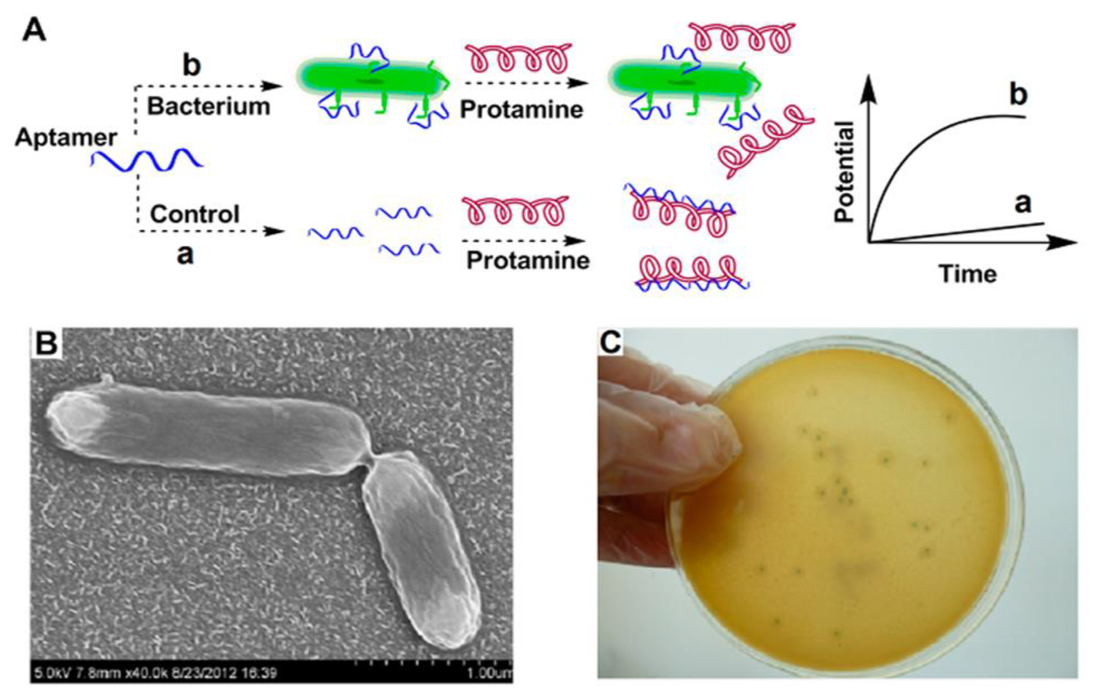 Biosensors 13 00216 g003