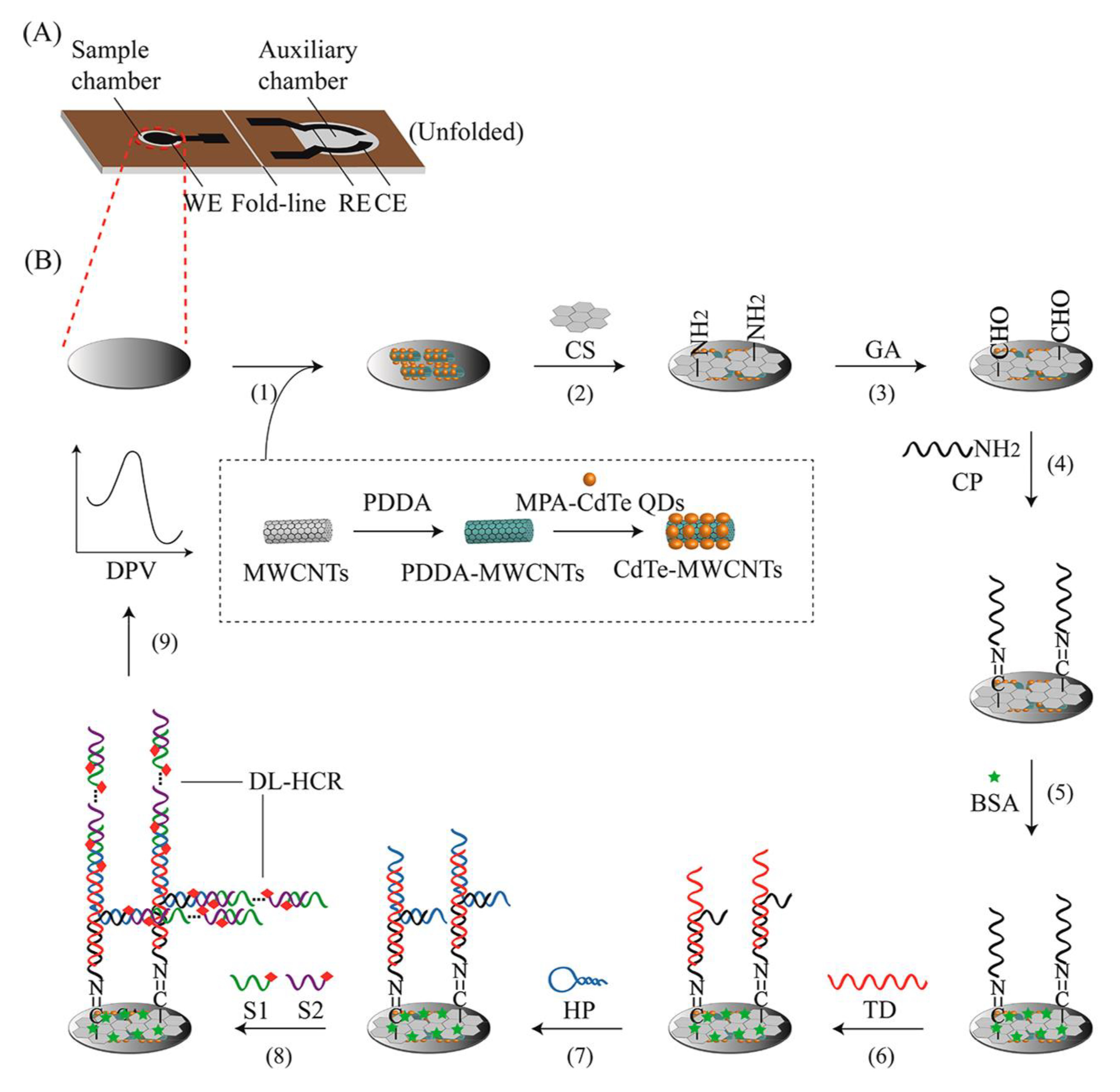 Biosensors 13 00216 g004