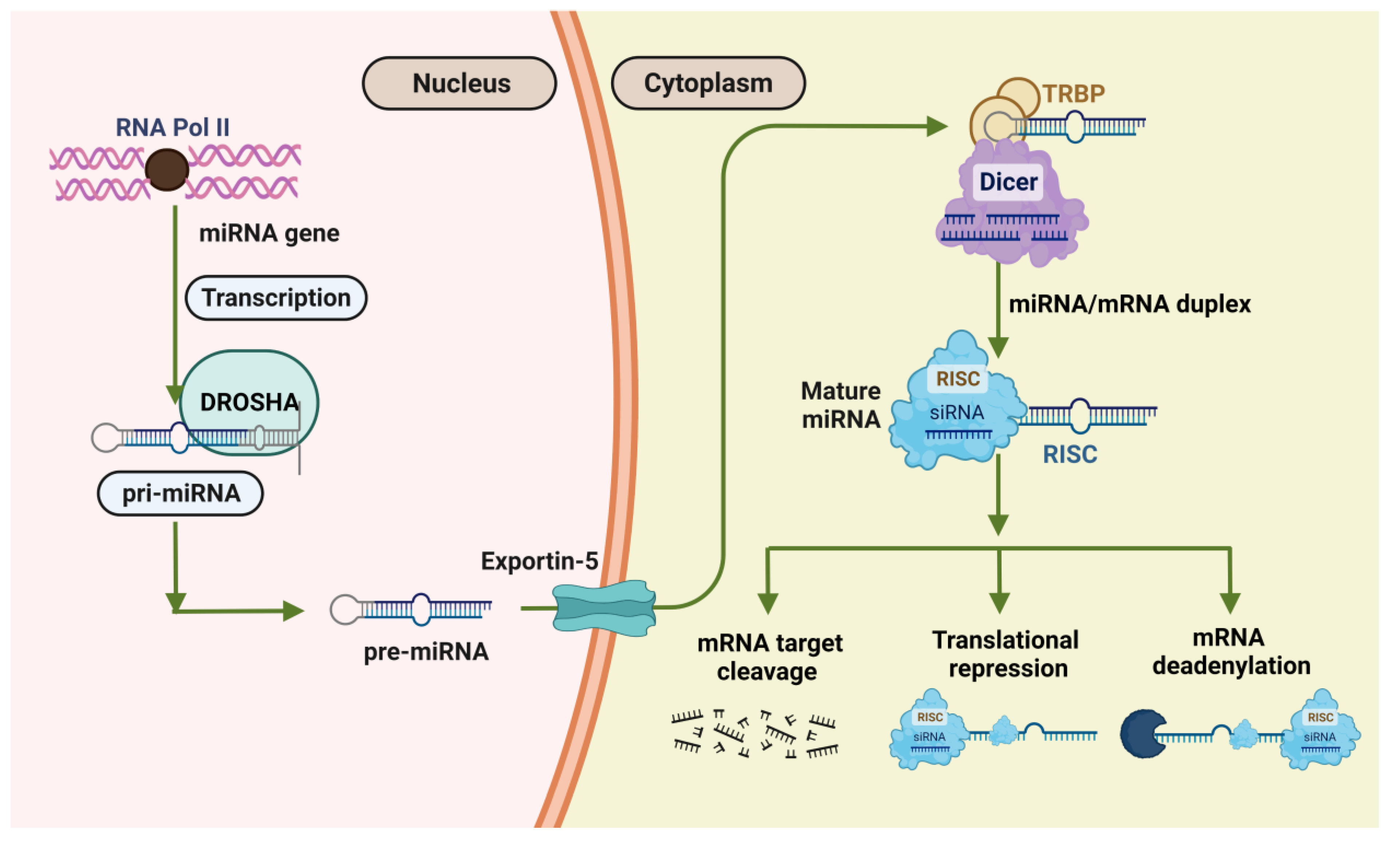 Biosensors 13 00226 g005