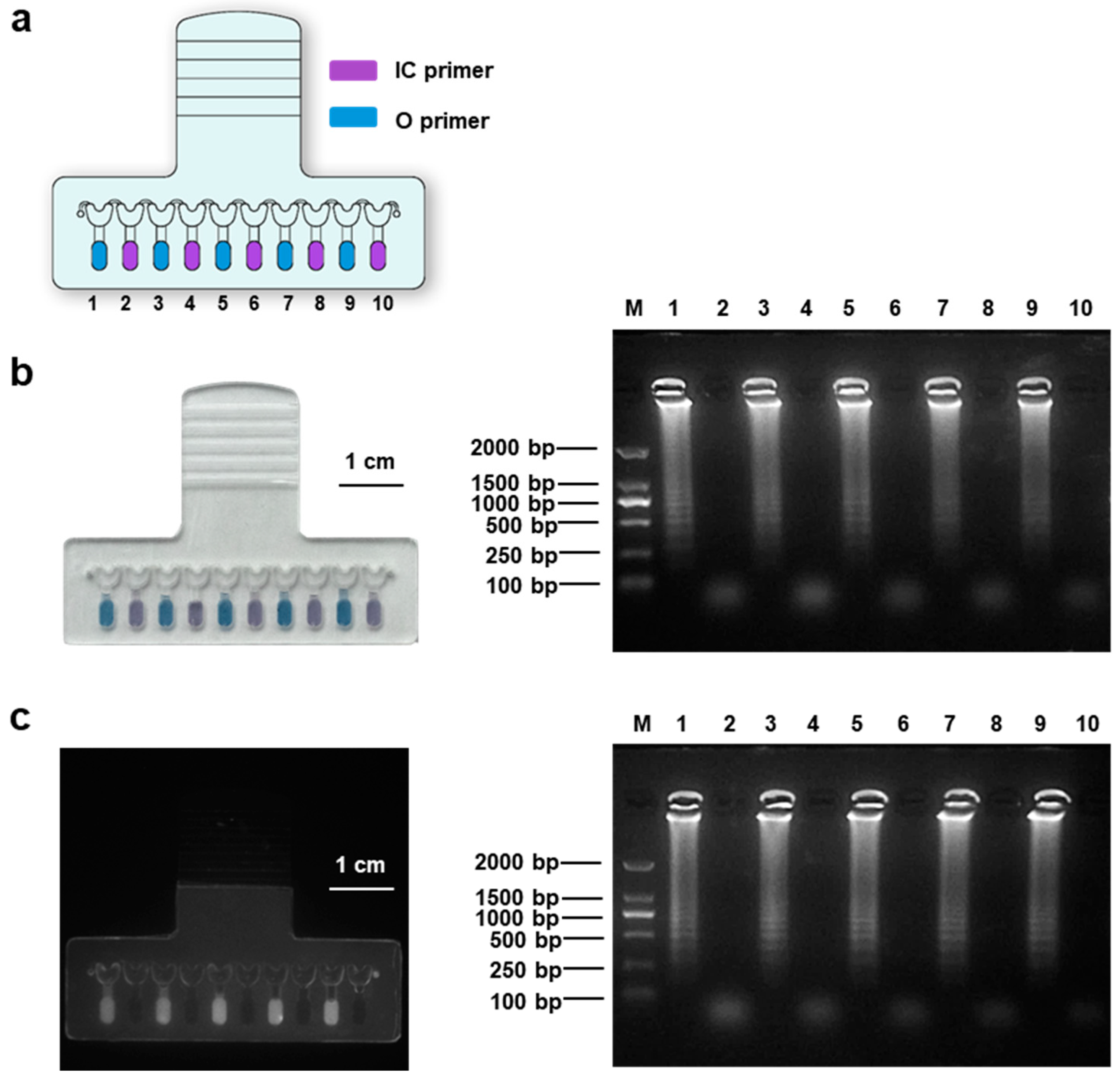 Biosensors 13 00228 g003