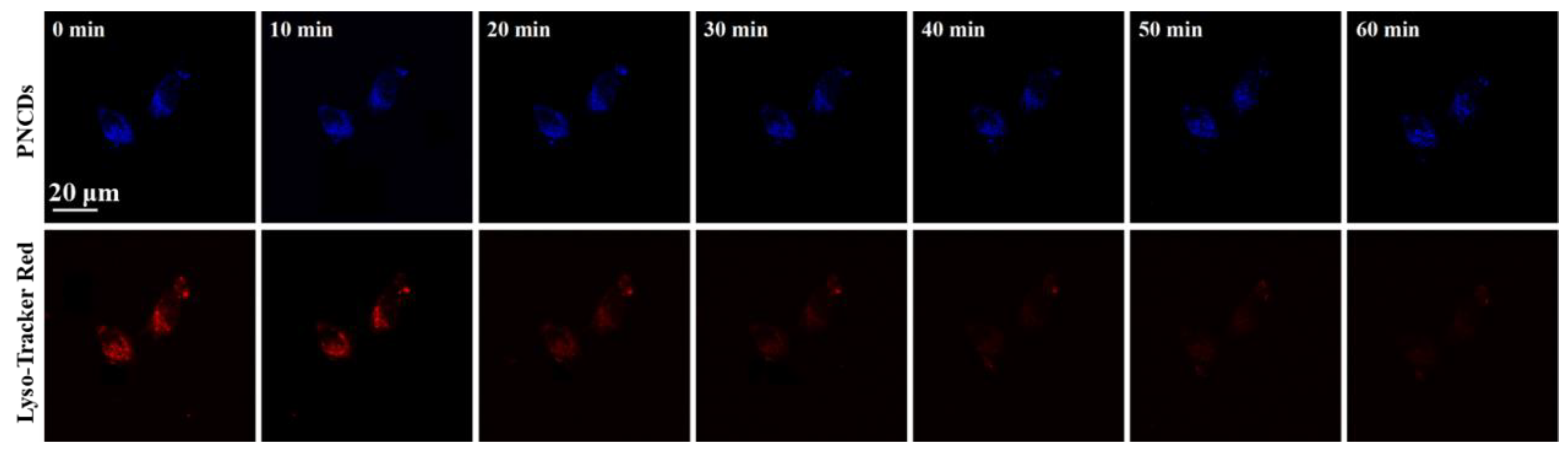 Biosensors 13 00230 g007