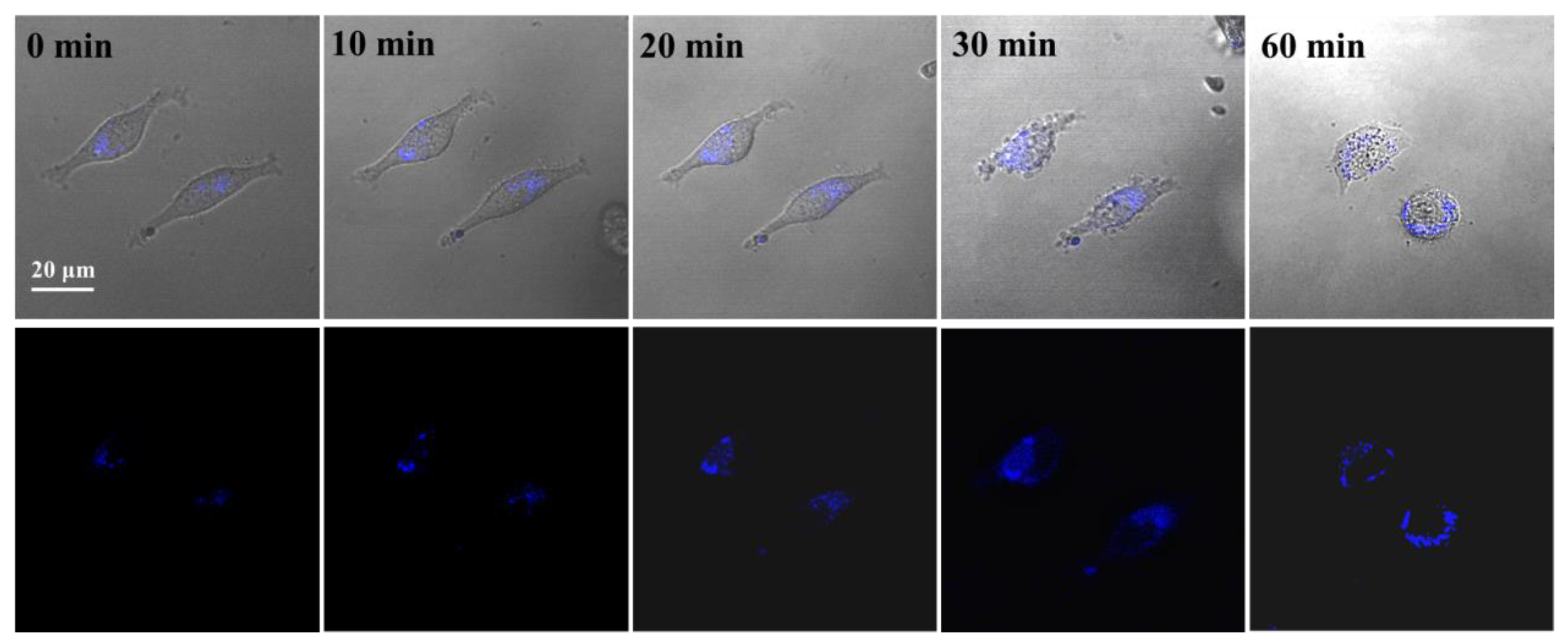Biosensors 13 00230 g008