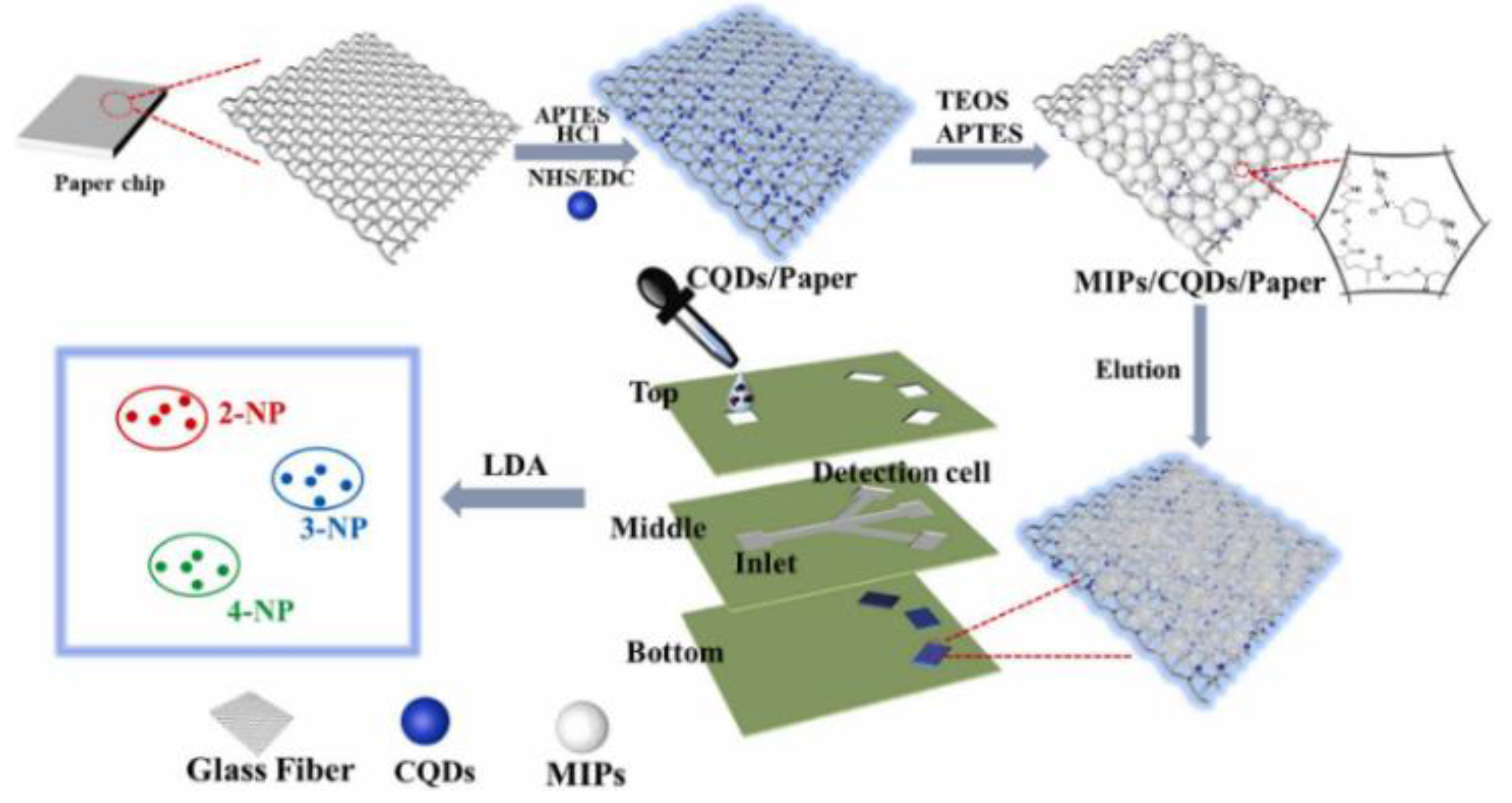 Biosensors 13 00233 g012