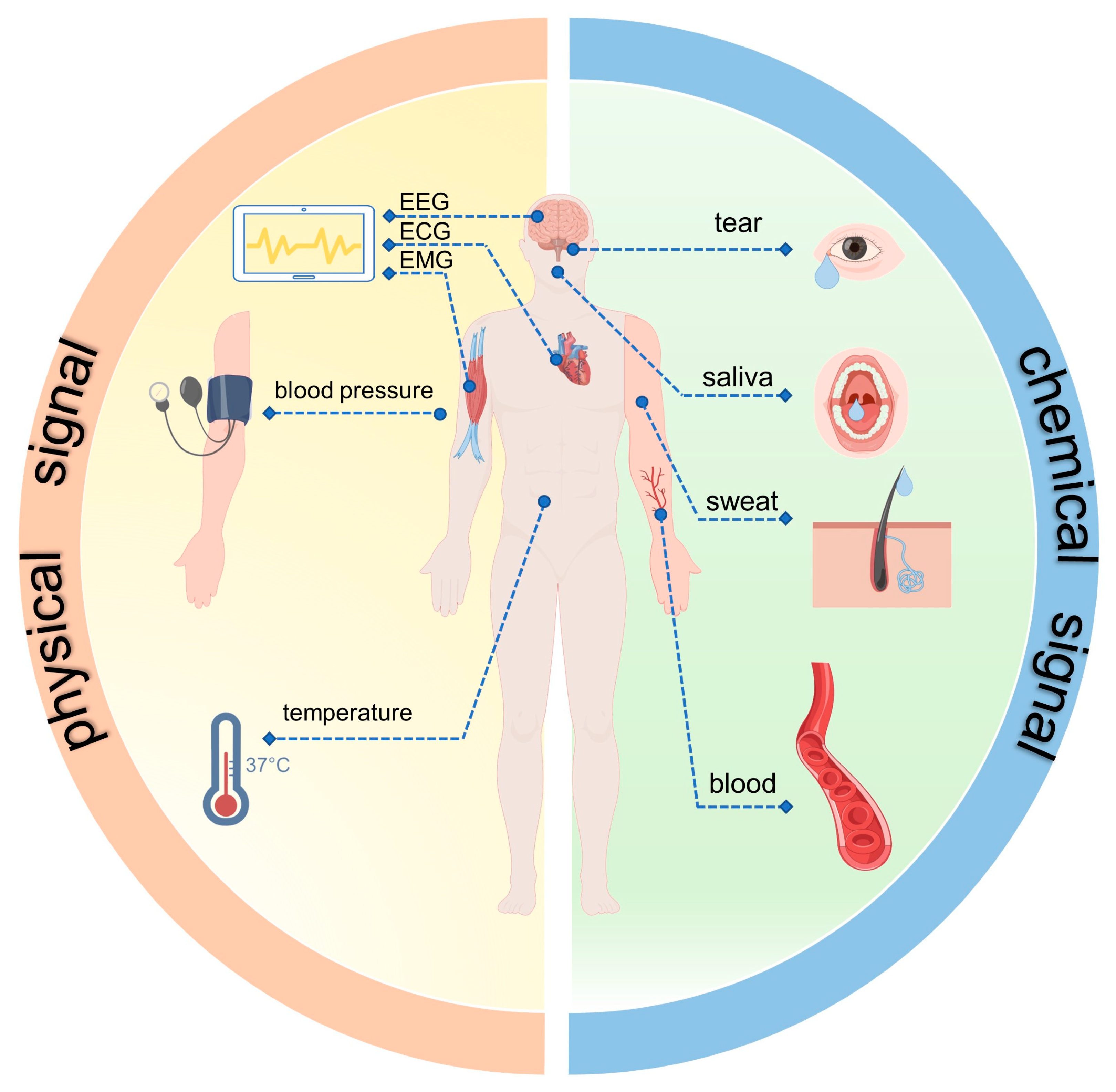 Biosensors 13 00236 g001