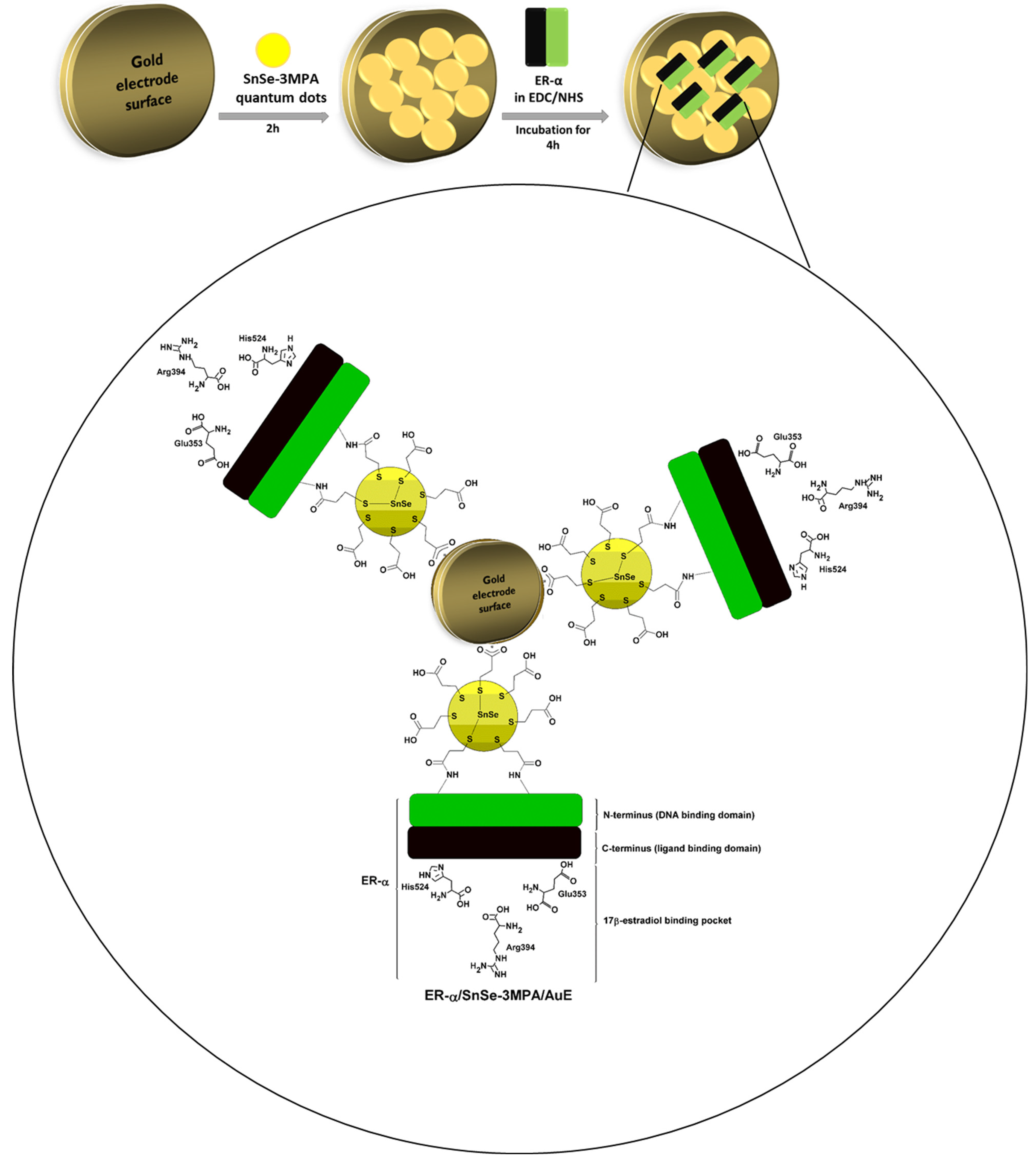 Biosensors 13 00242 g001 Biosensors 13 00242 g001