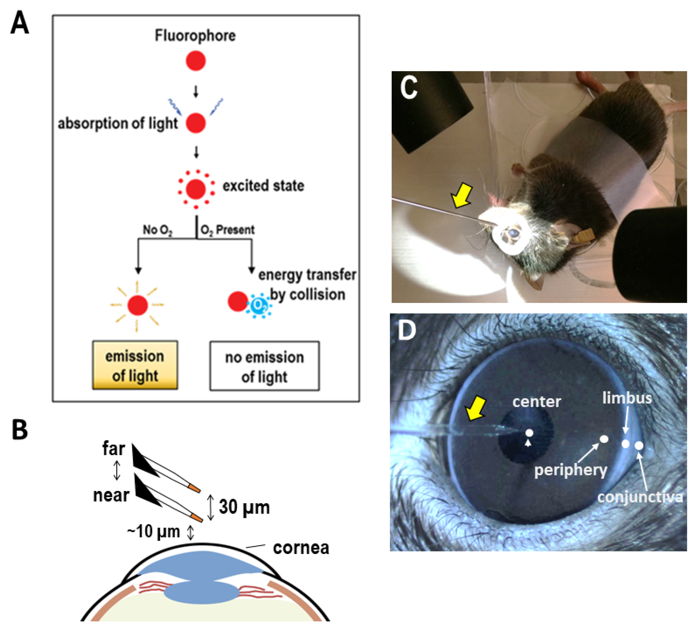 Biosensors 13 00245 g001 Biosensors 13 00245 g001