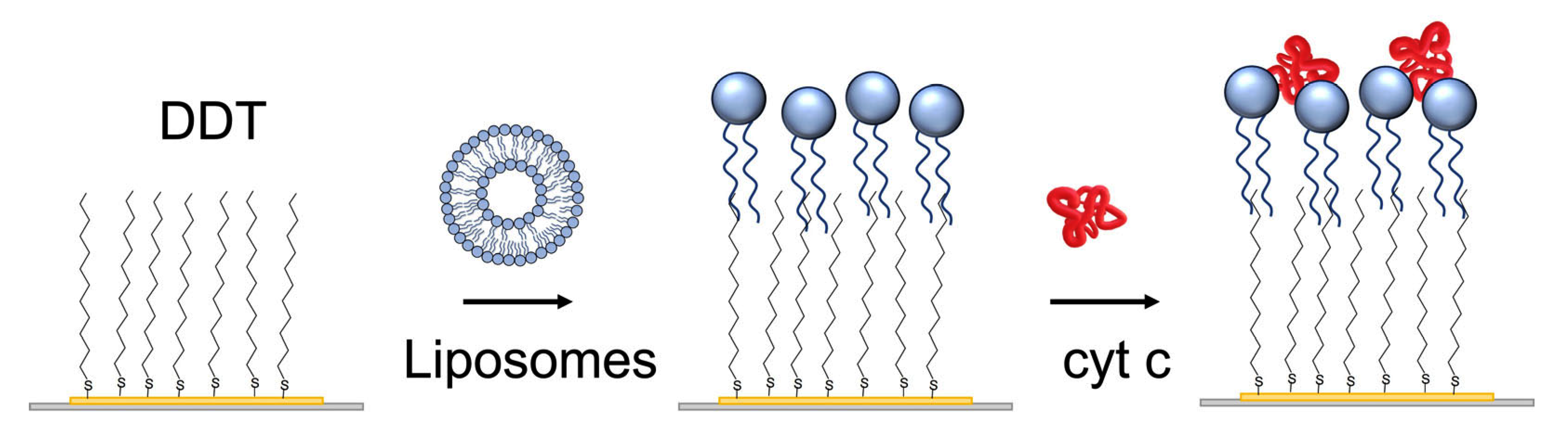 Biosensors 13 00251 g002