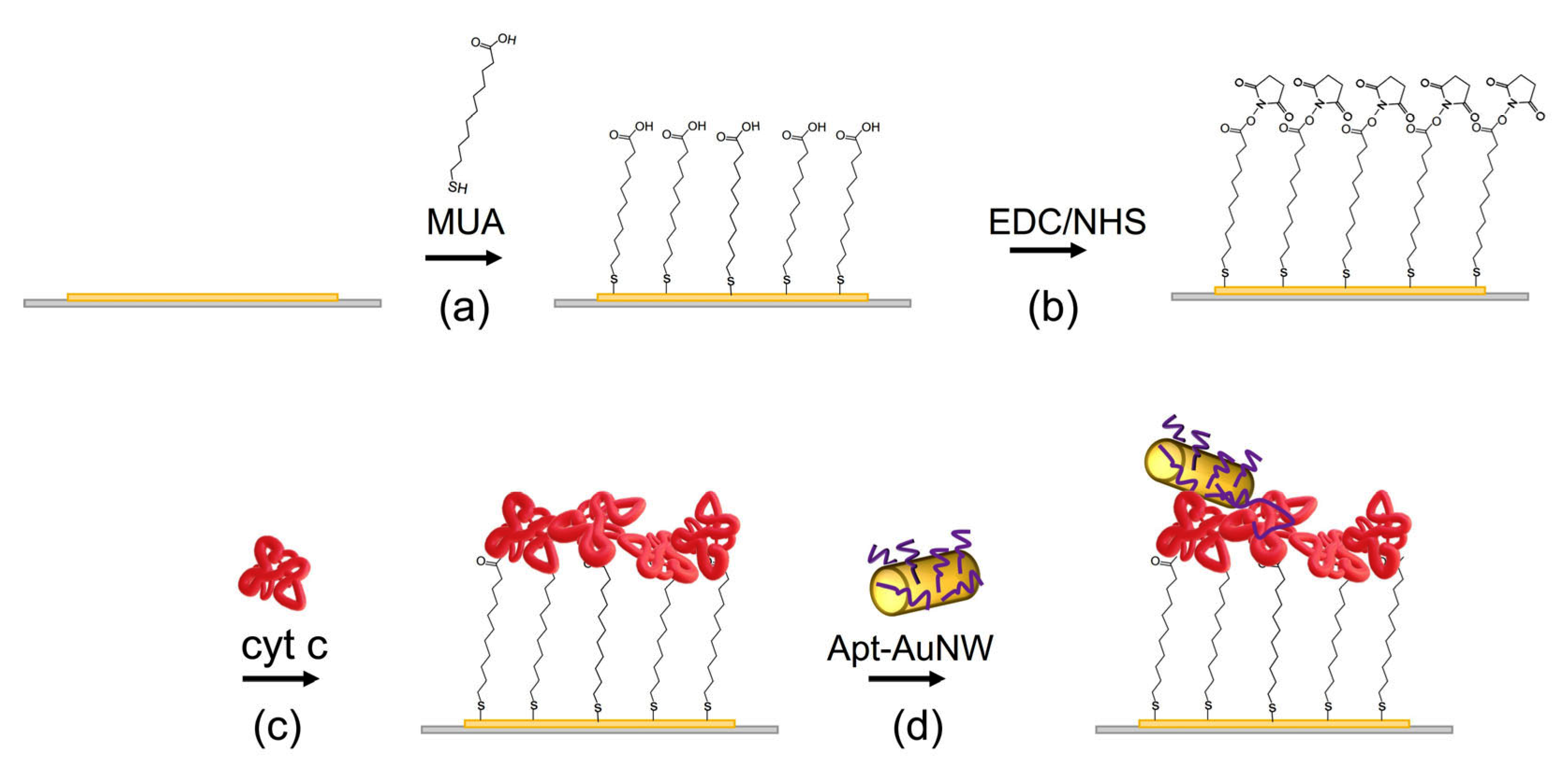 Biosensors 13 00251 g003