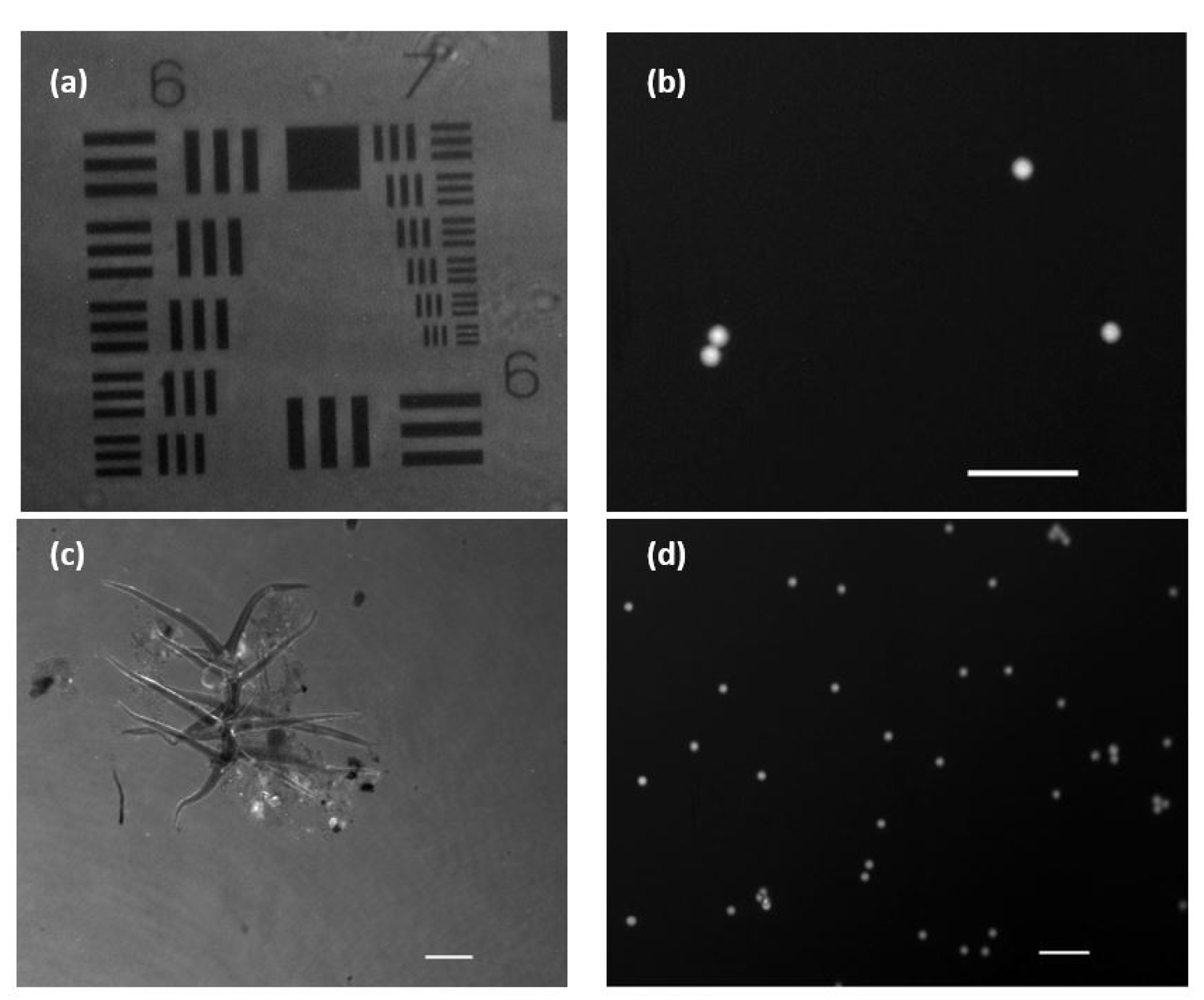 Biosensors 13 00253 g006