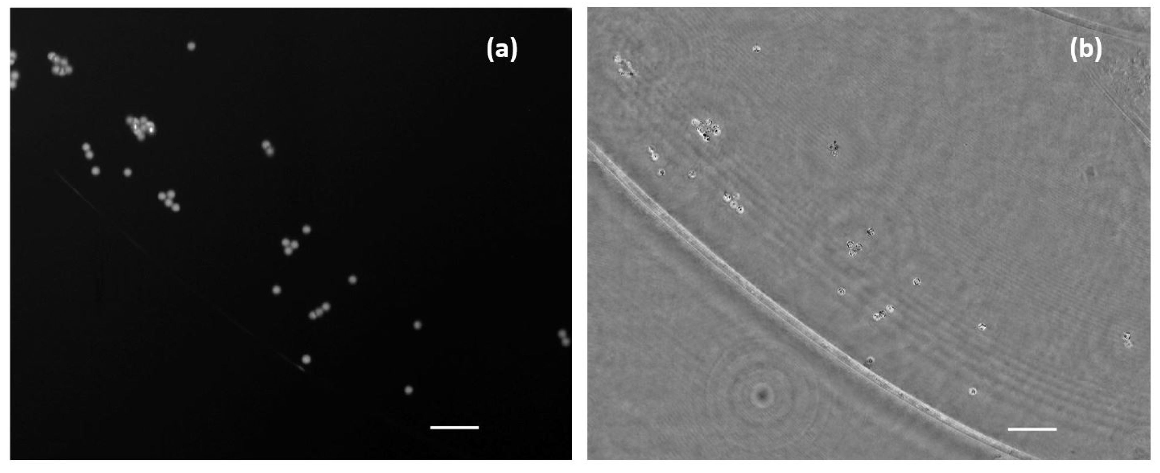 Biosensors 13 00253 g007