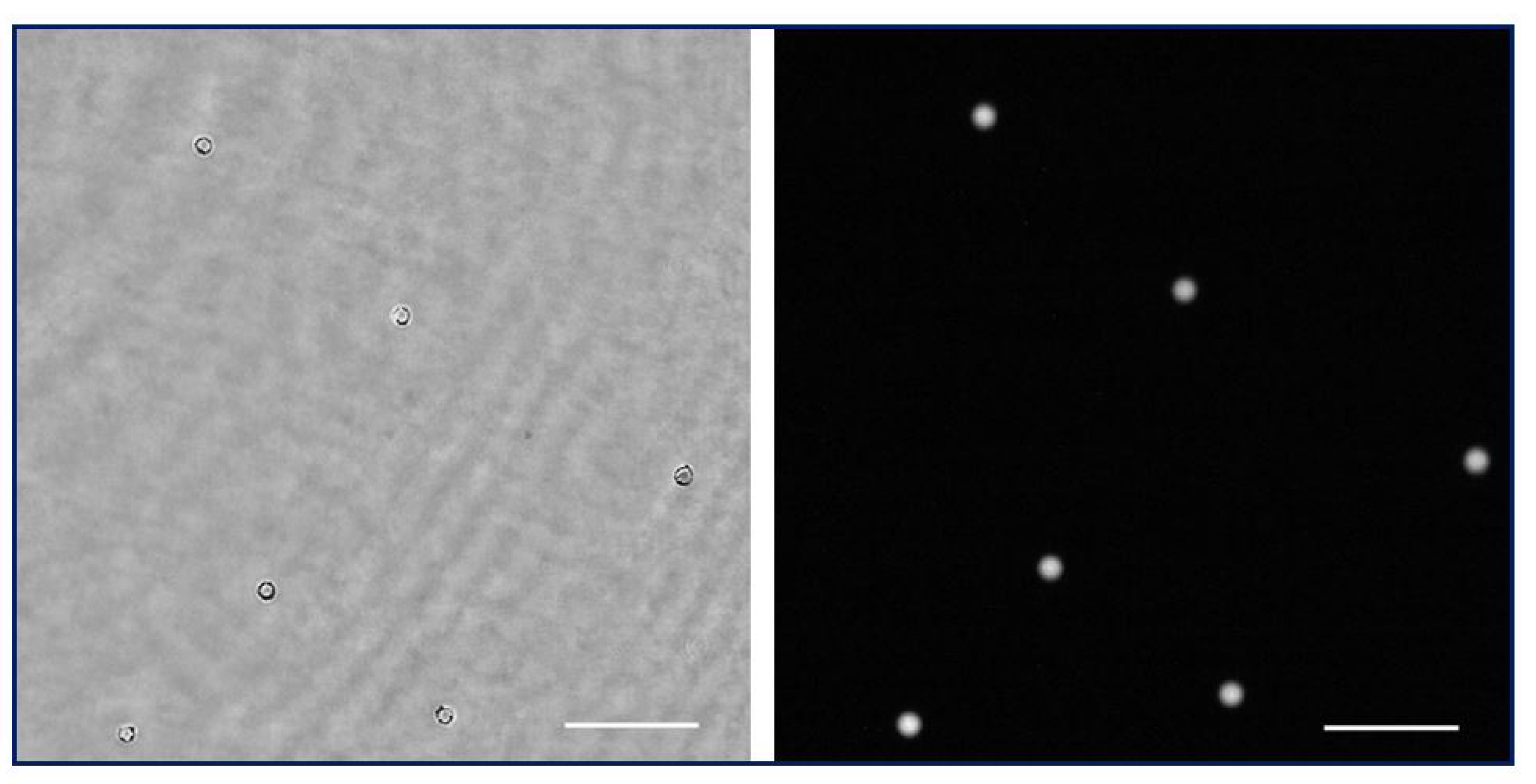 Biosensors 13 00253 g009