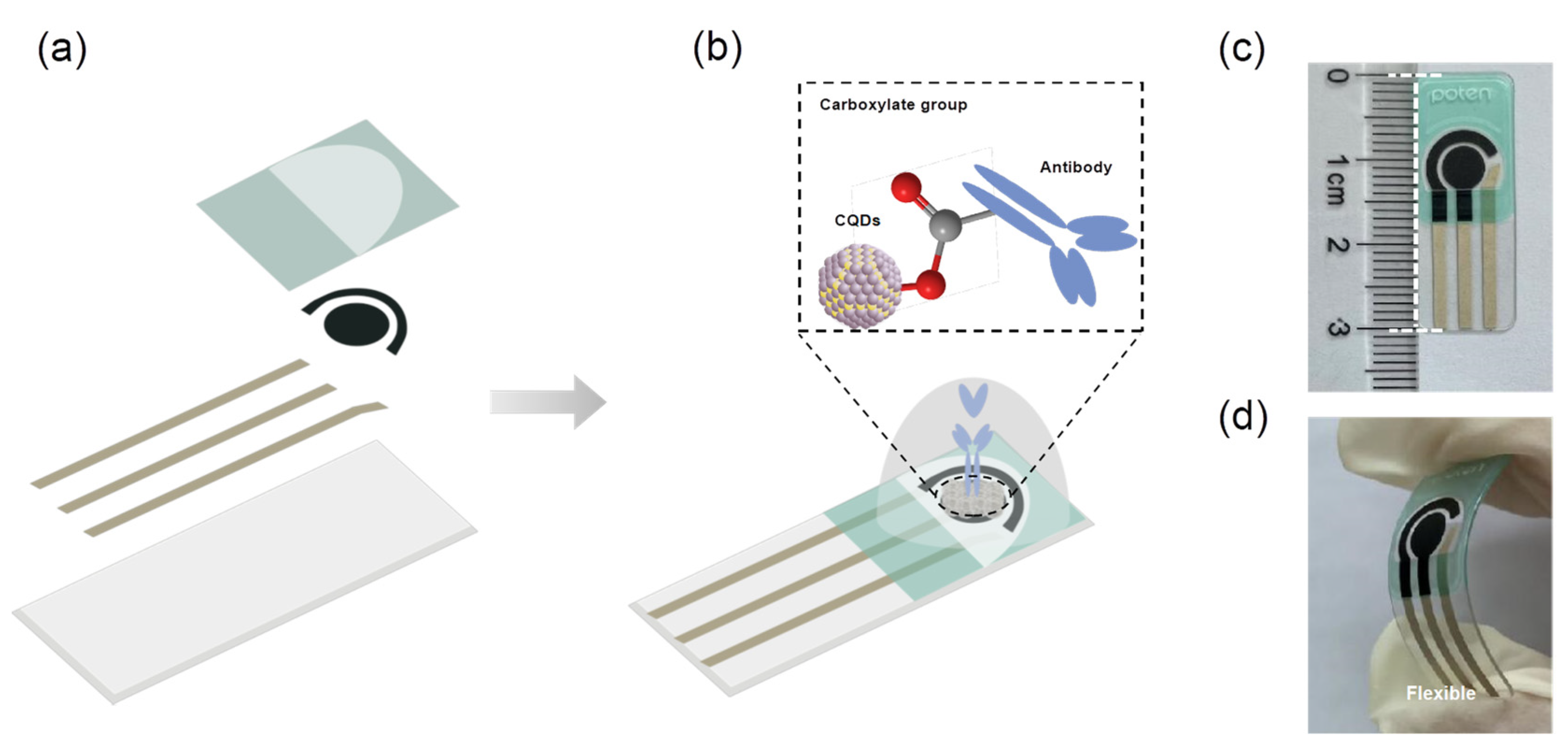 Biosensors 13 00255 g001