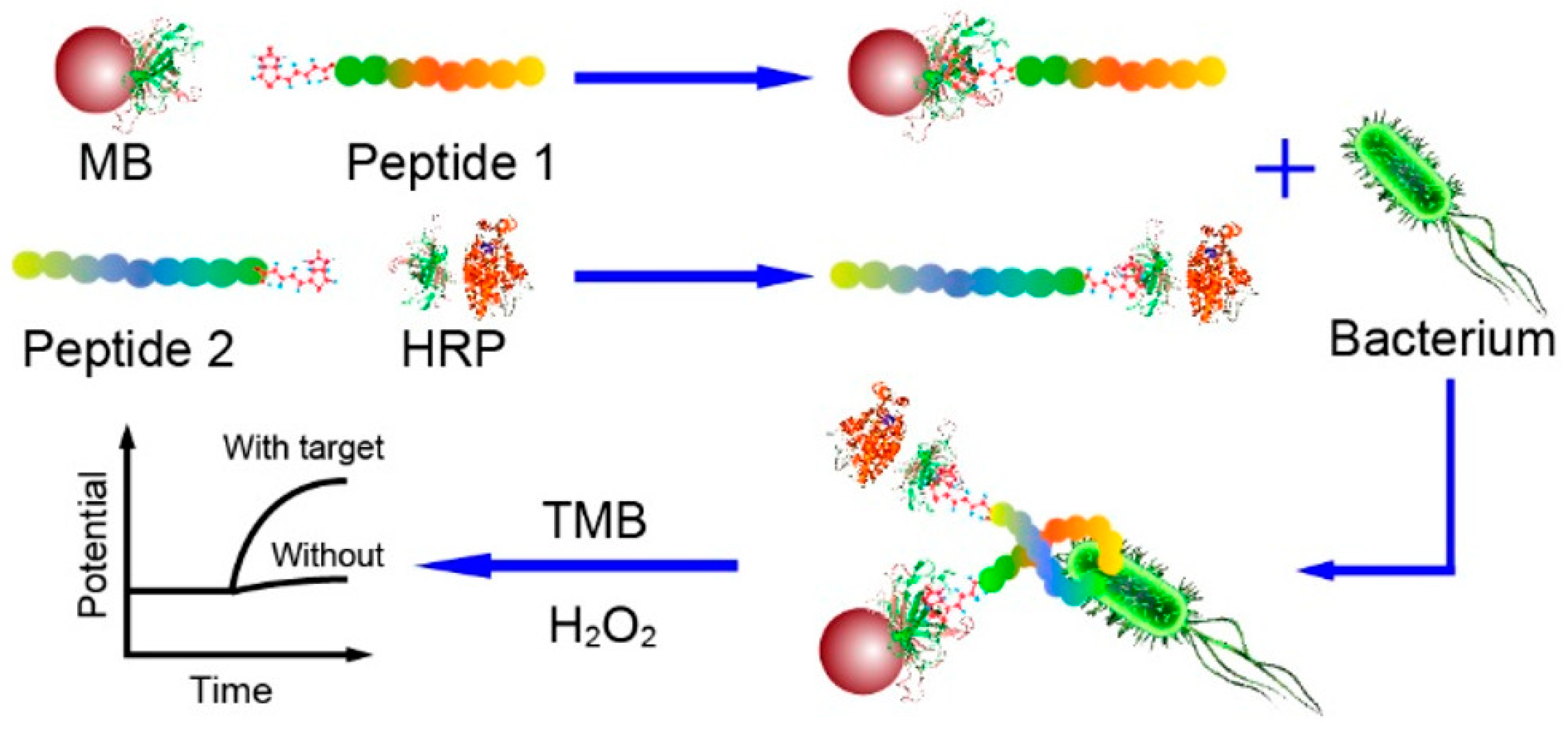 Biosensors 13 00258 g004