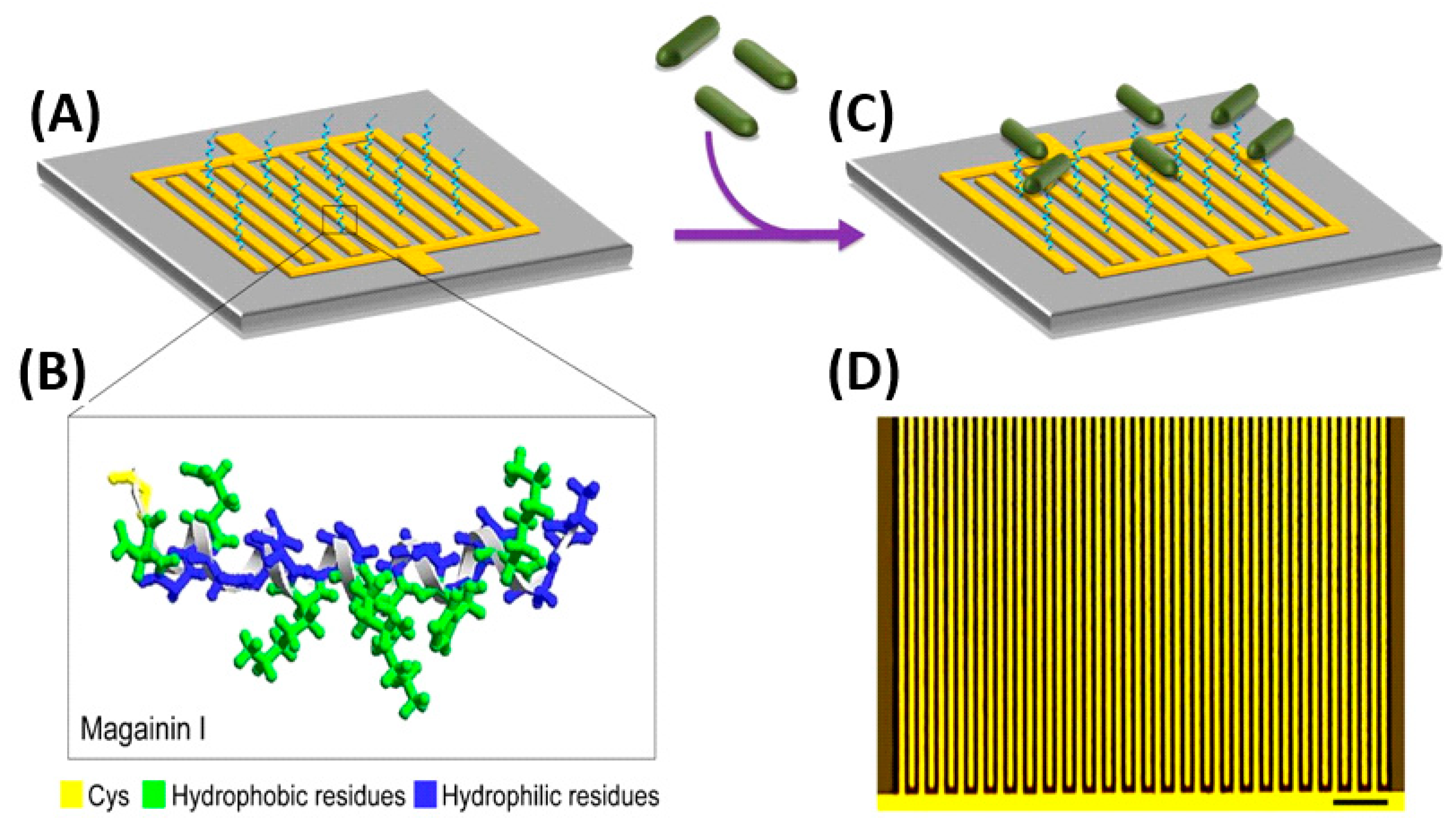 Biosensors 13 00258 g005