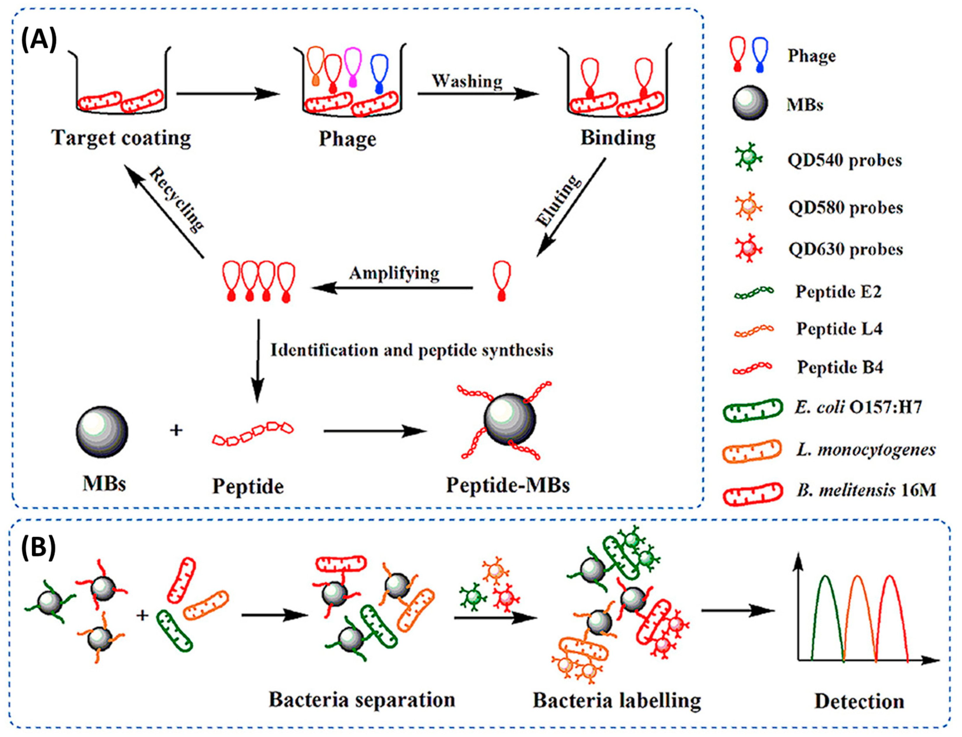 Biosensors 13 00258 g009