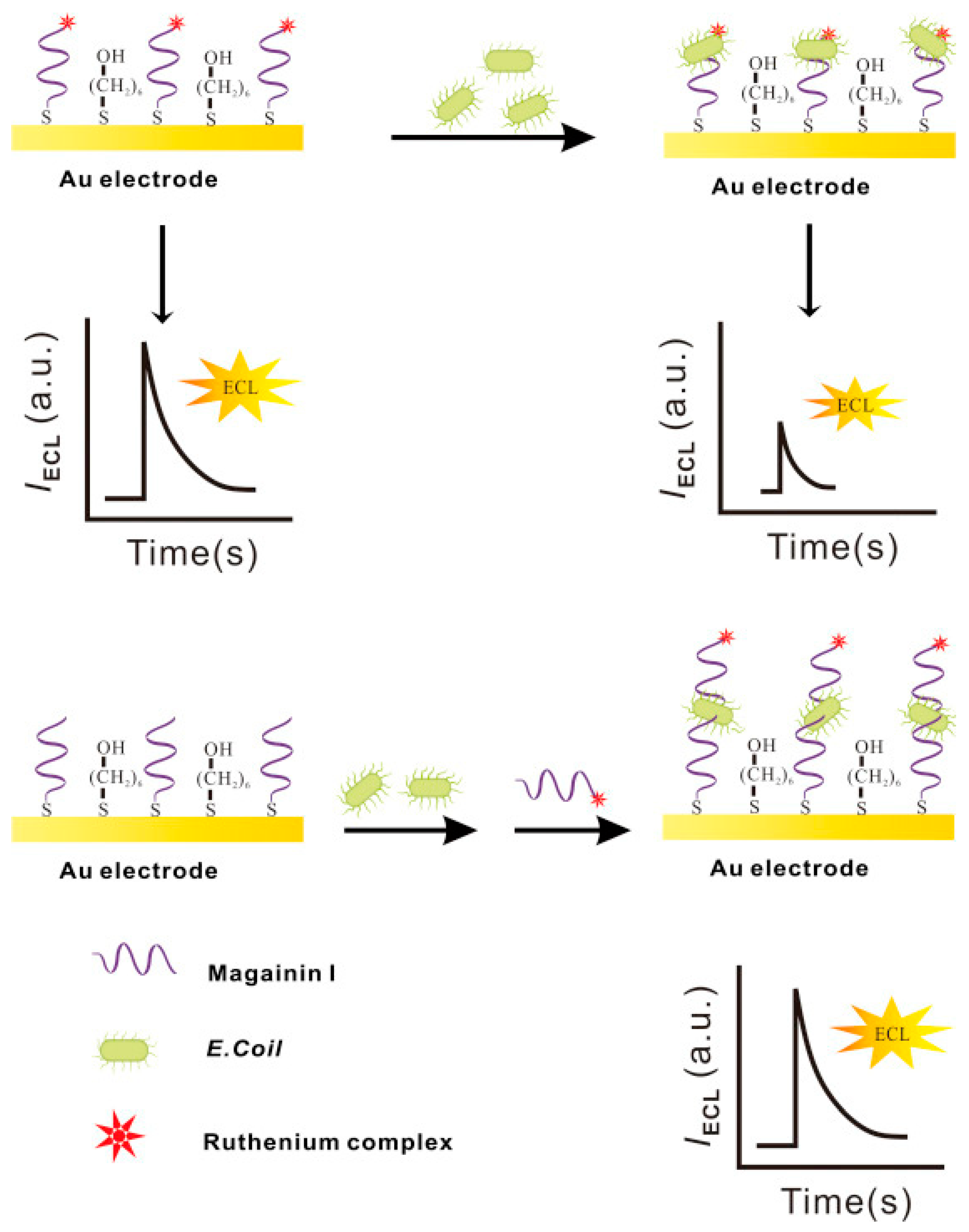 Biosensors 13 00258 g015