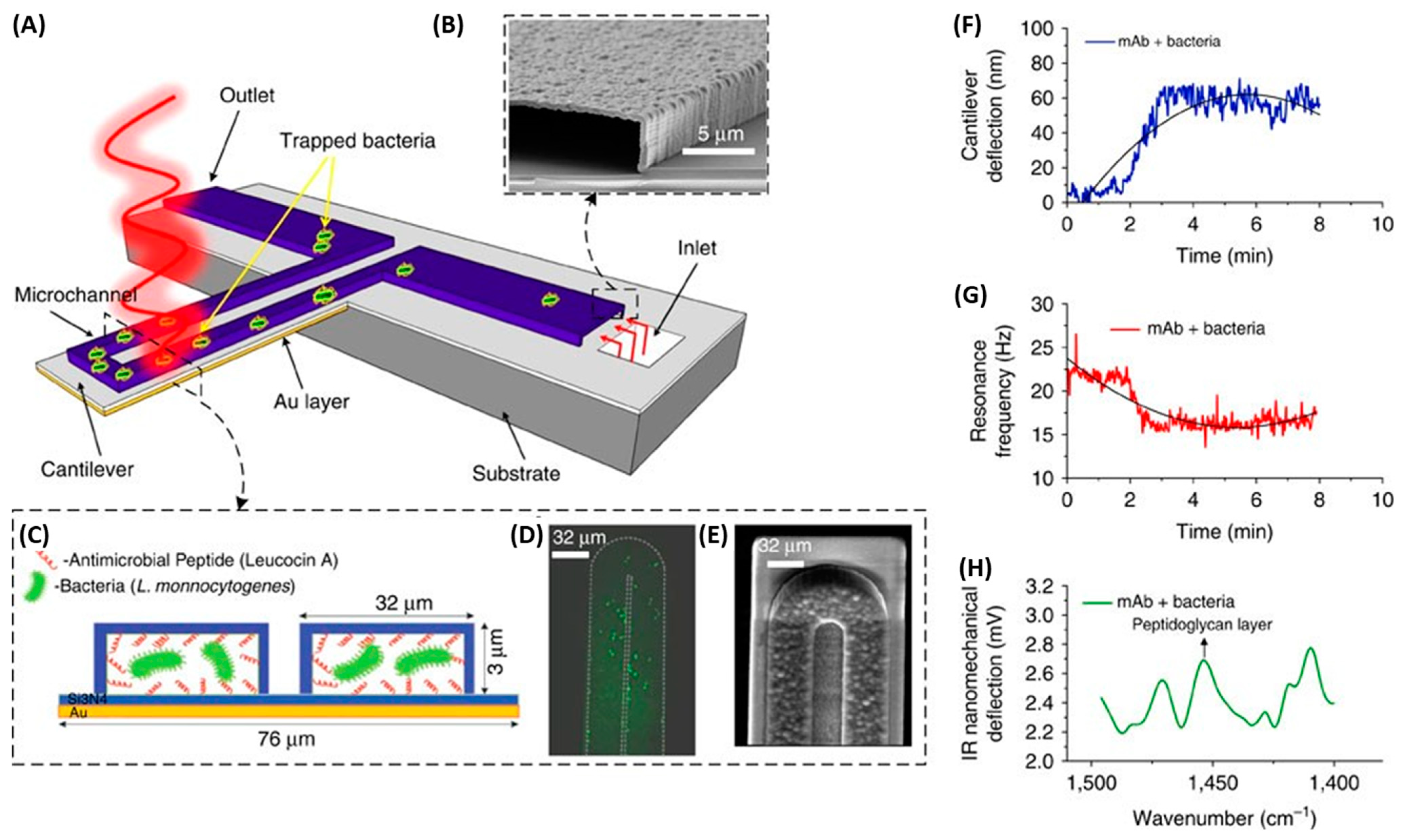 Biosensors 13 00258 g016