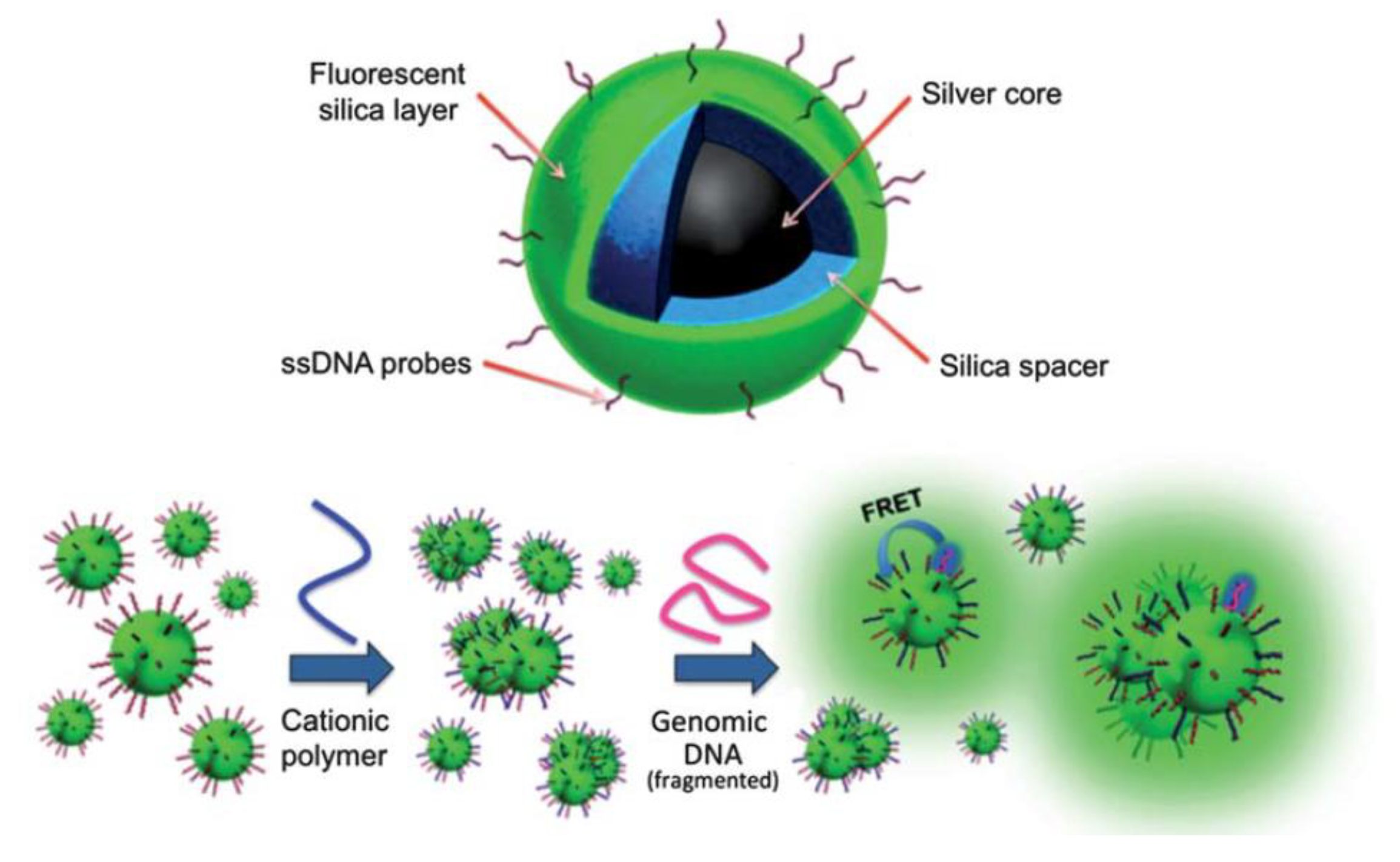 Biosensors 13 00260 g011 Biosensors 13 00260 g011