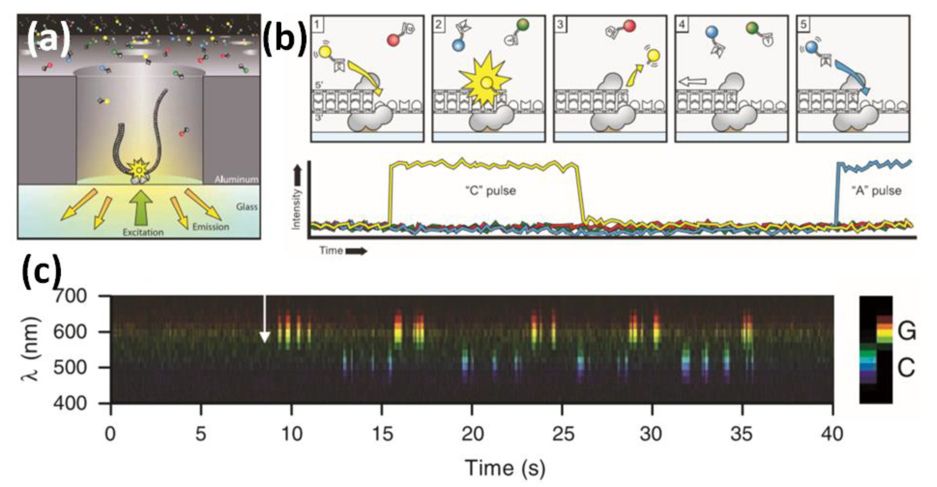 Biosensors 13 00260 g013 Biosensors 13 00260 g013