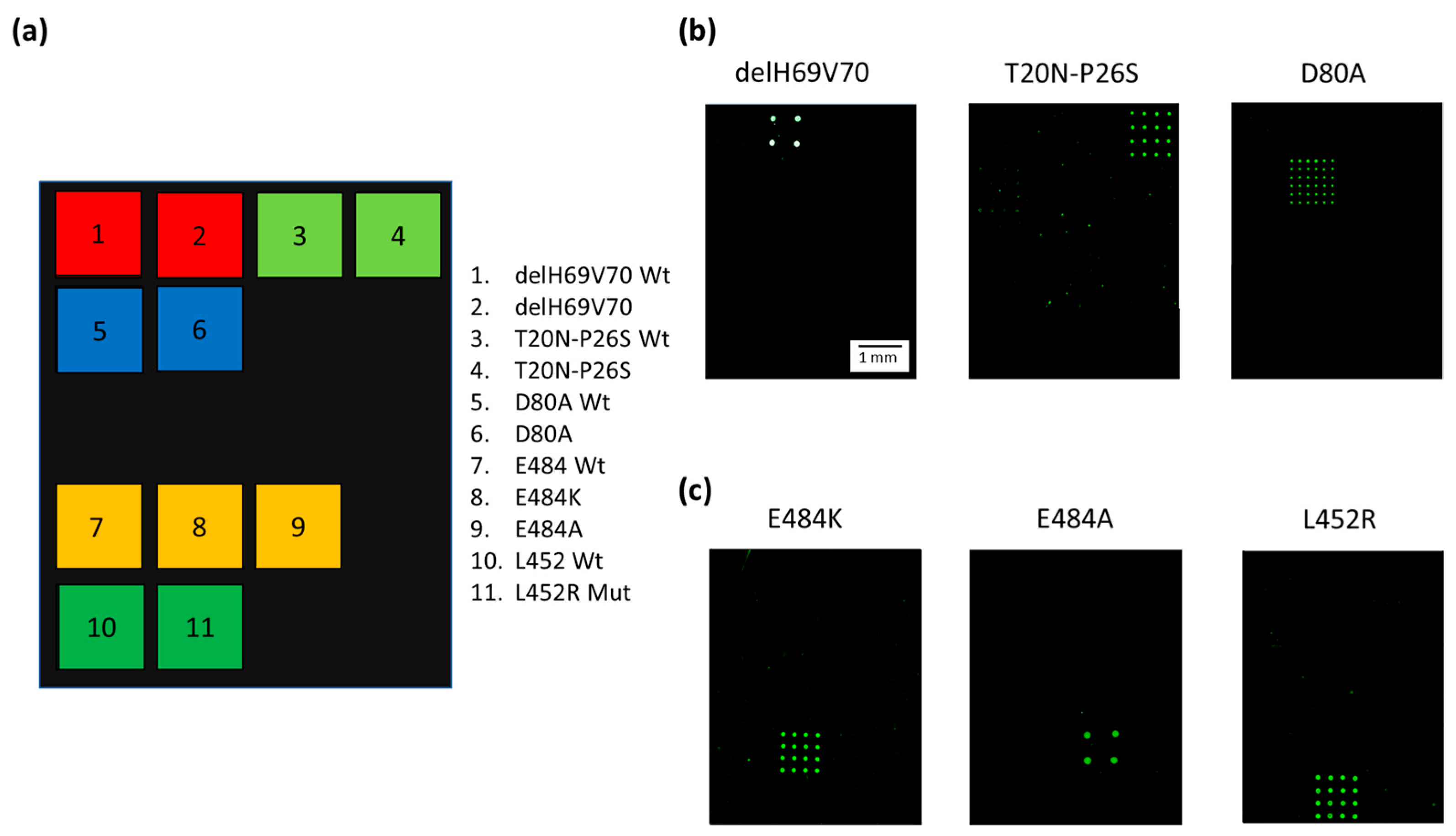 Biosensors 13 00269 g003