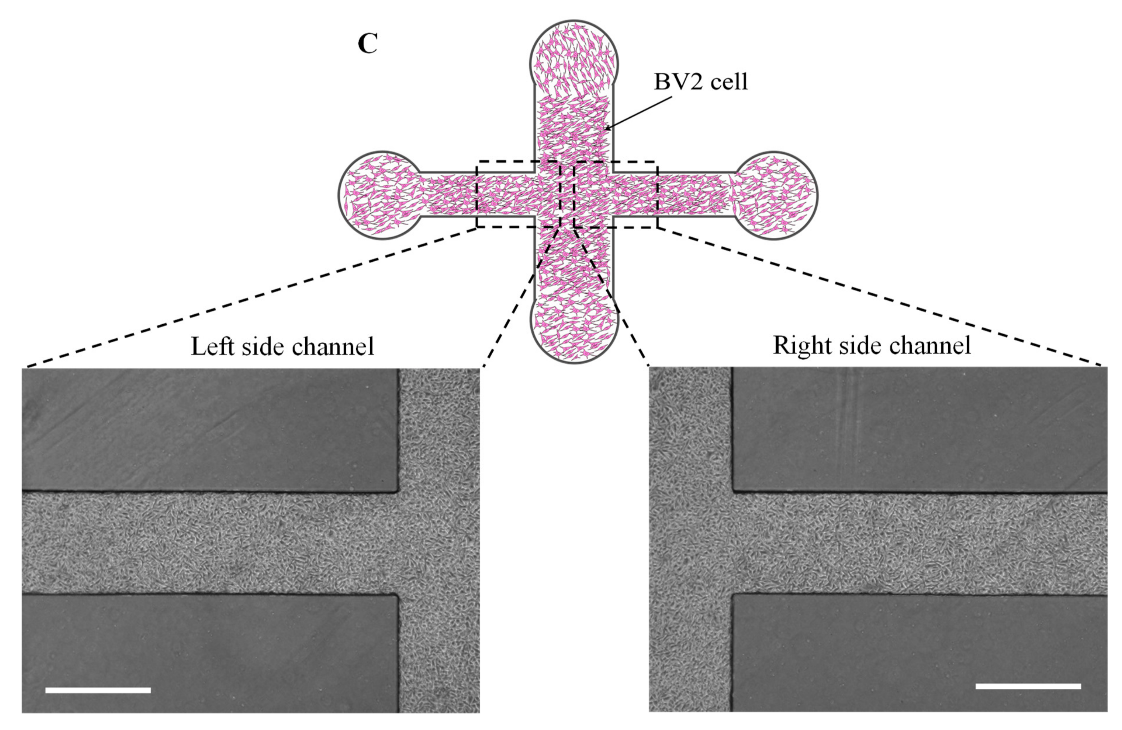 Biosensors 13 00290 g002b Biosensors 13 00290 g002b