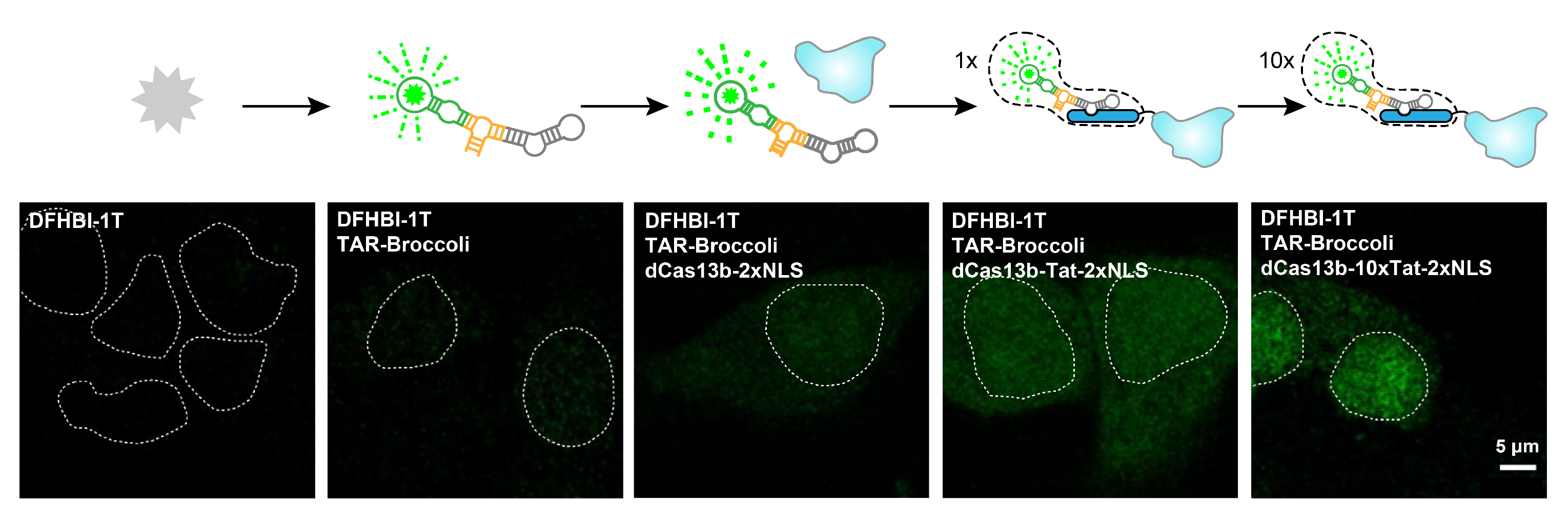 Biosensors 13 00293 g001