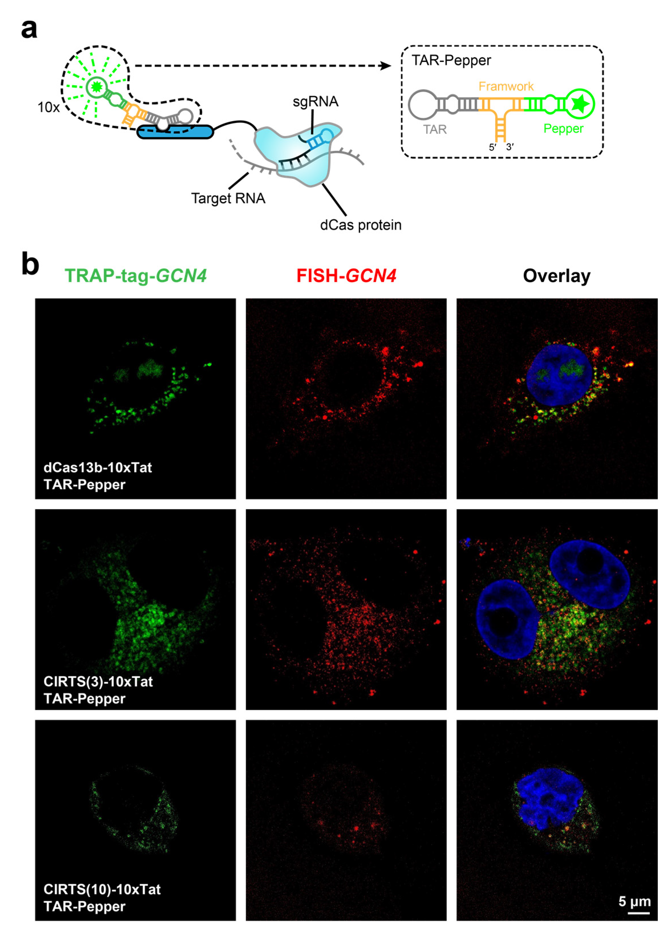 Biosensors 13 00293 g005