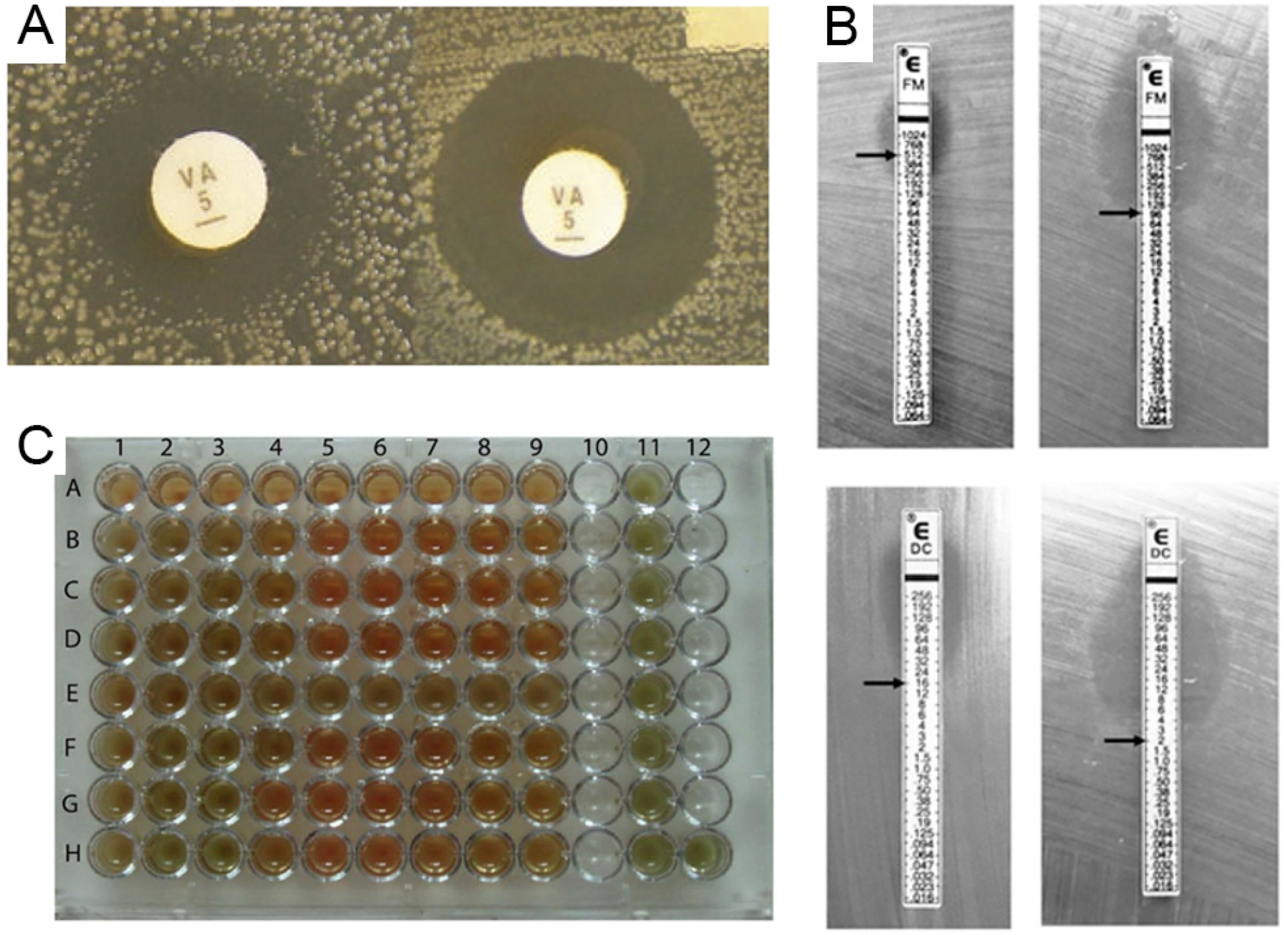Biosensors 13 00294 g002