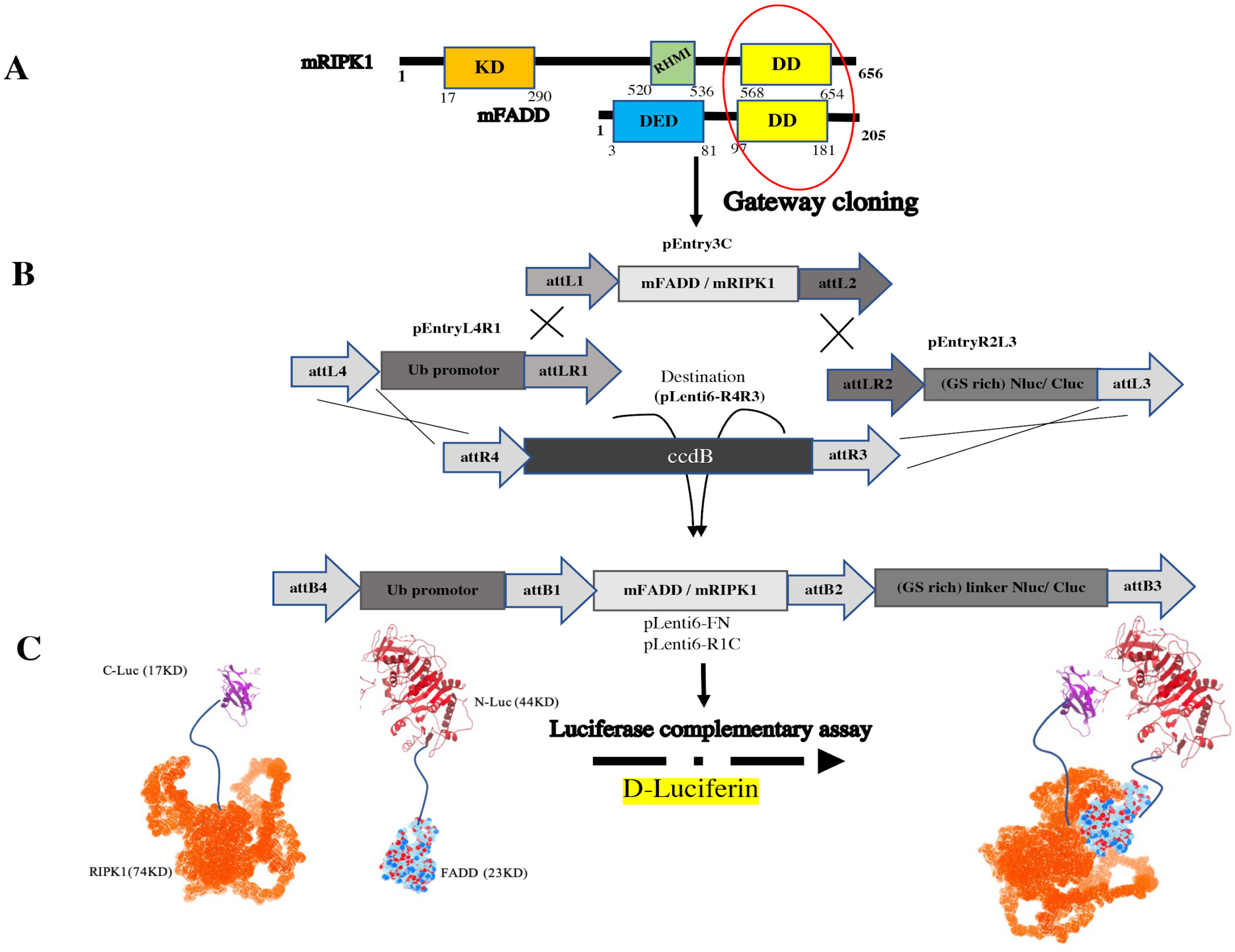 Biosensors 13 00297 g001