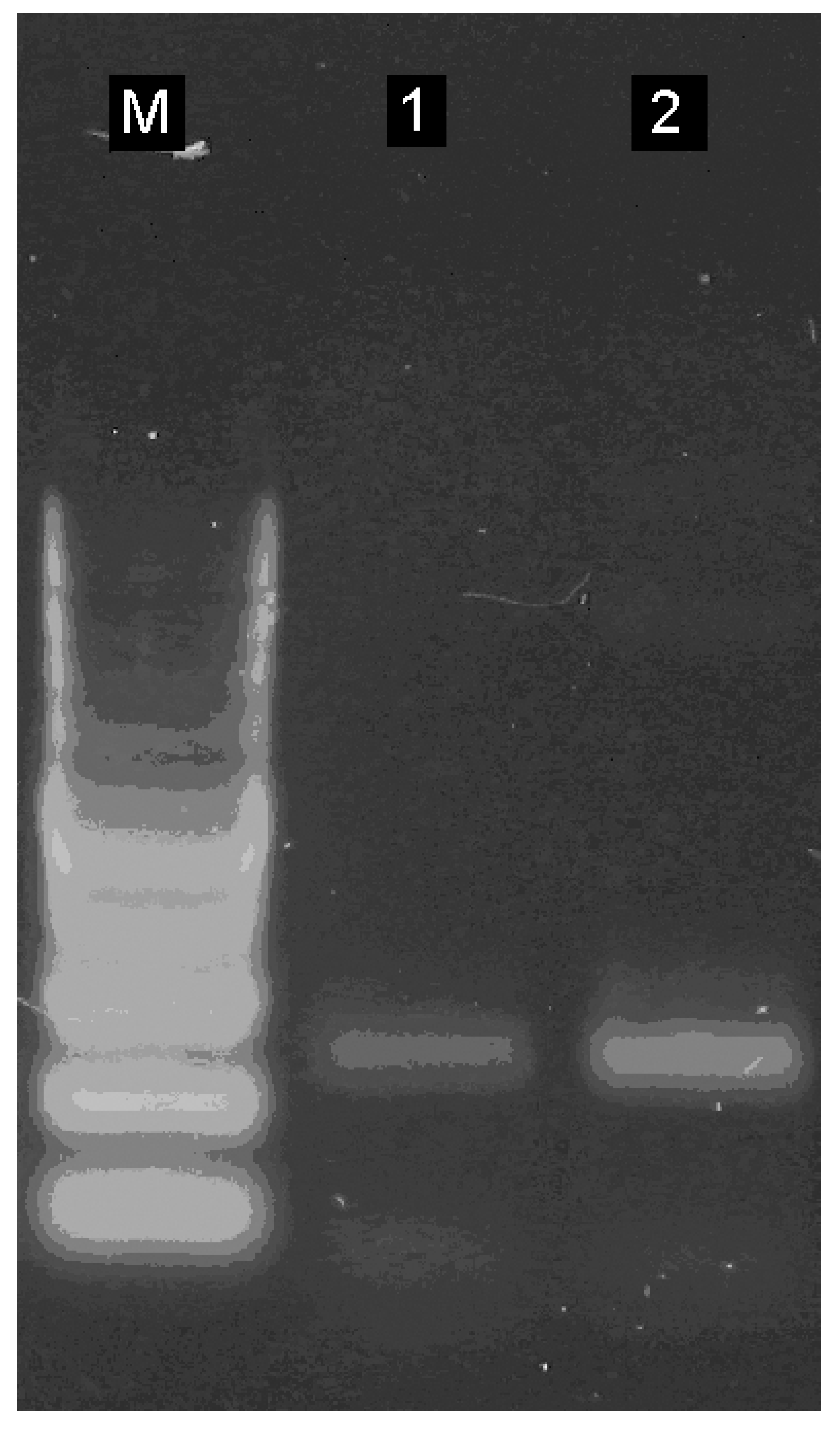 Biosensors 13 00304 g007