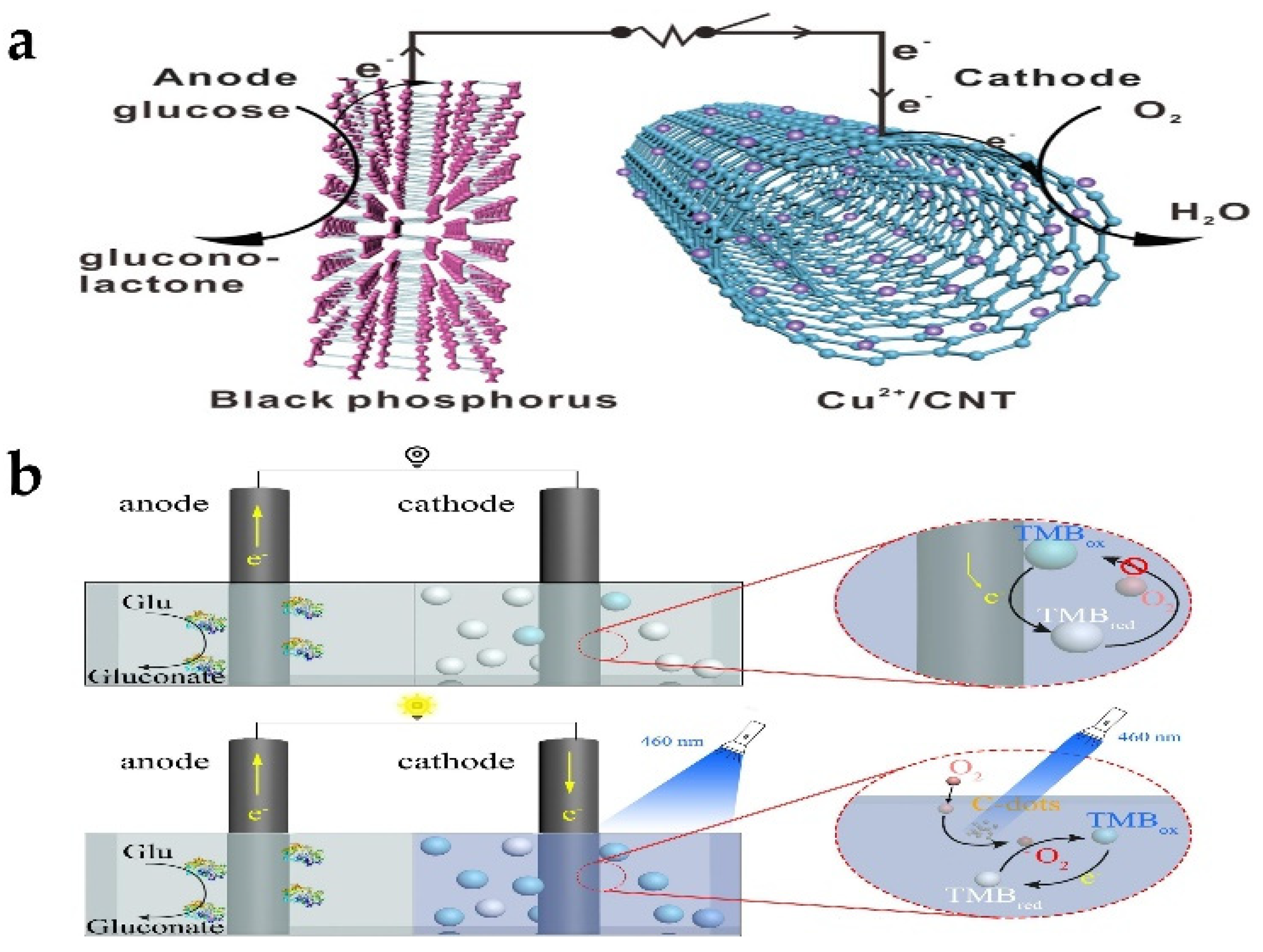 Biosensors 13 00314 g010