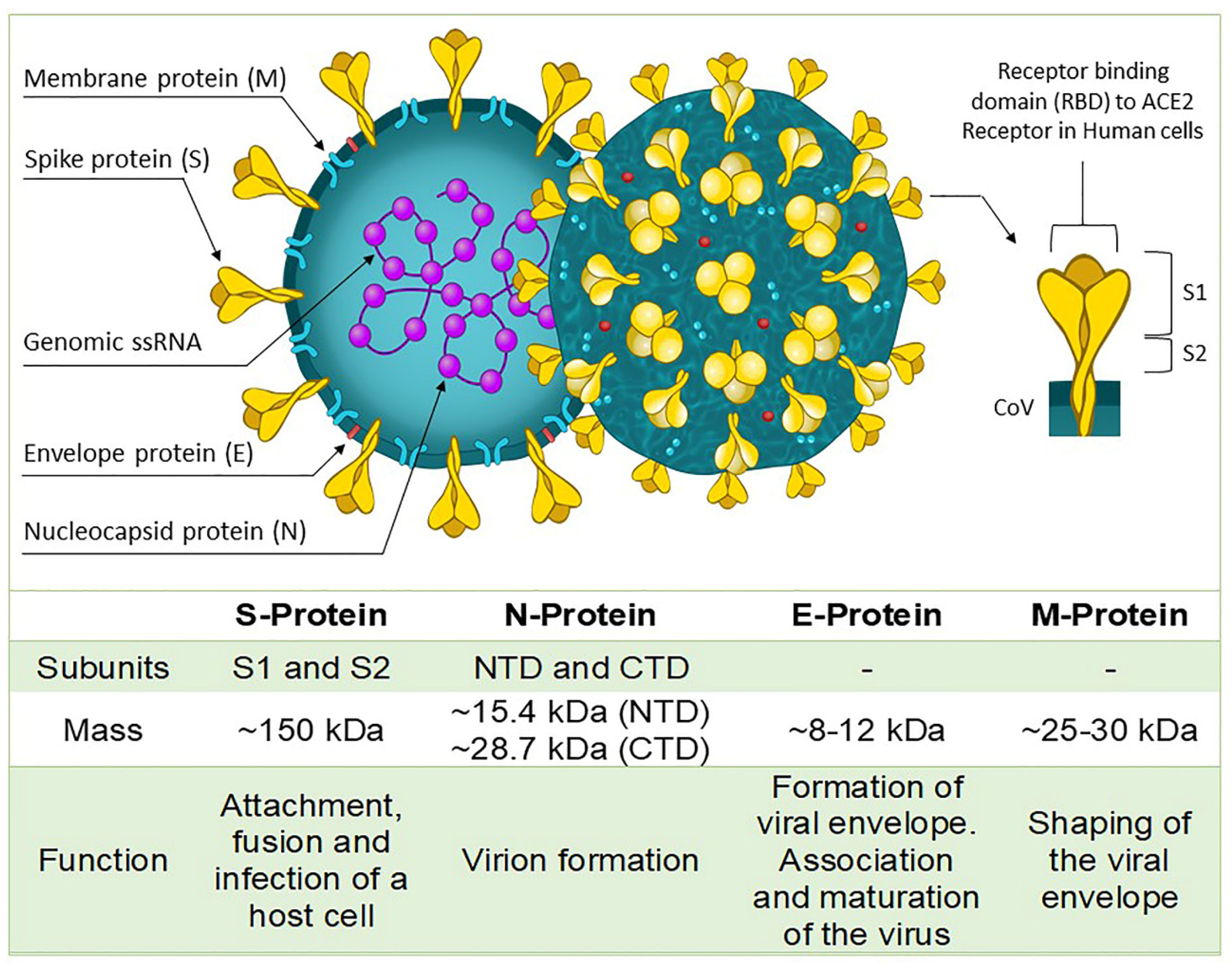 Biosensors 13 00336 g001