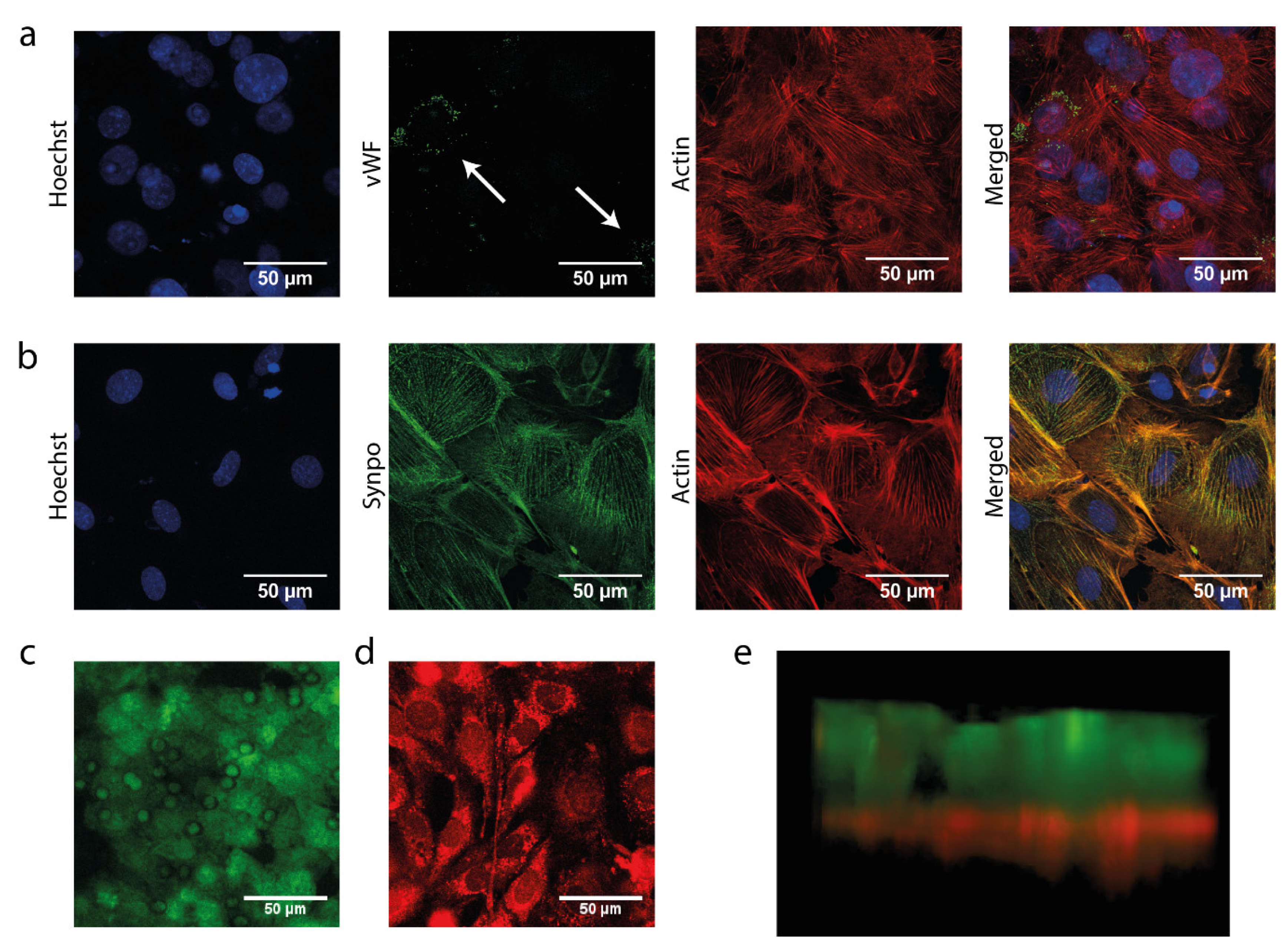 Biosensors 13 00339 g003