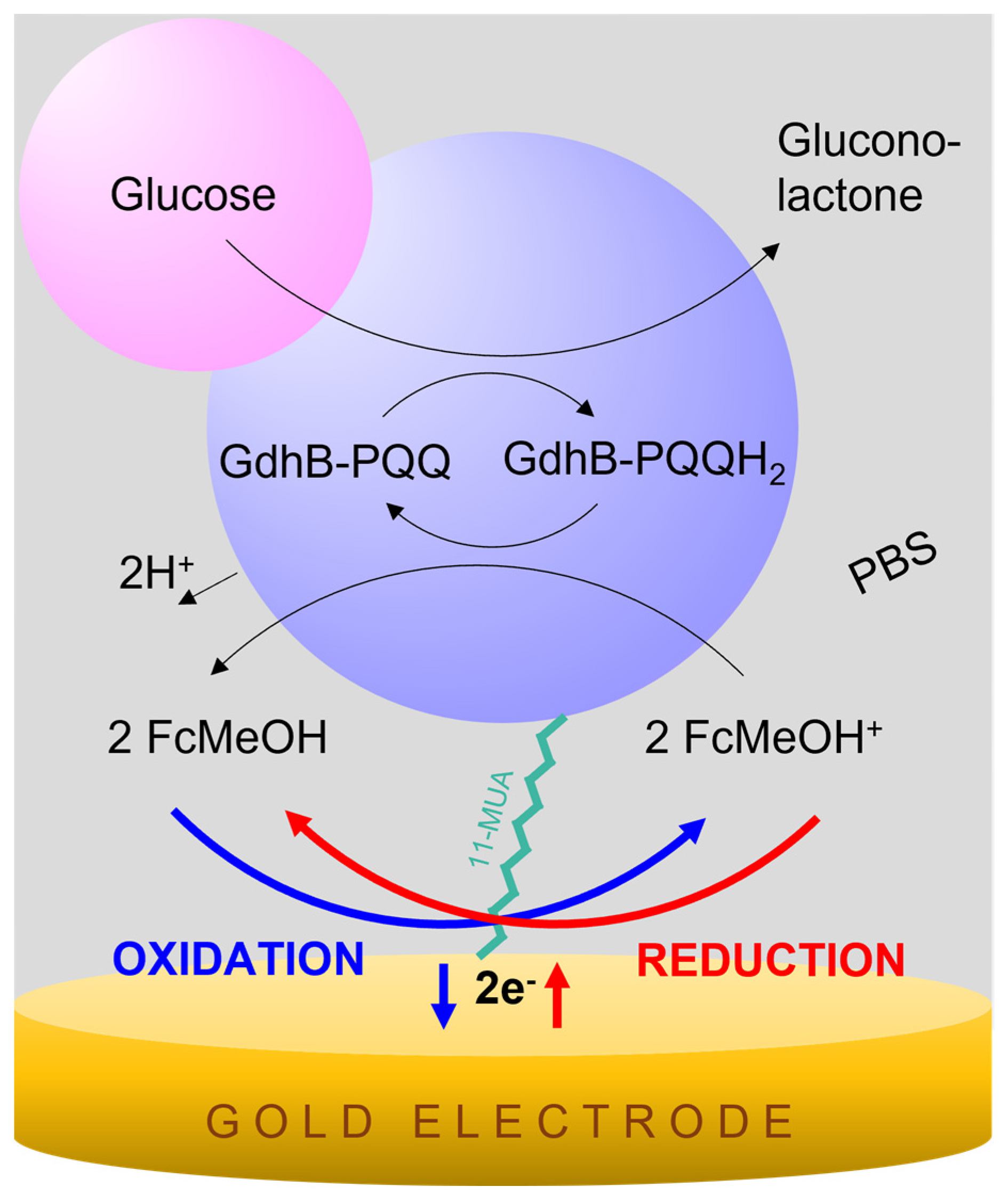 Biosensors 13 00364 g003