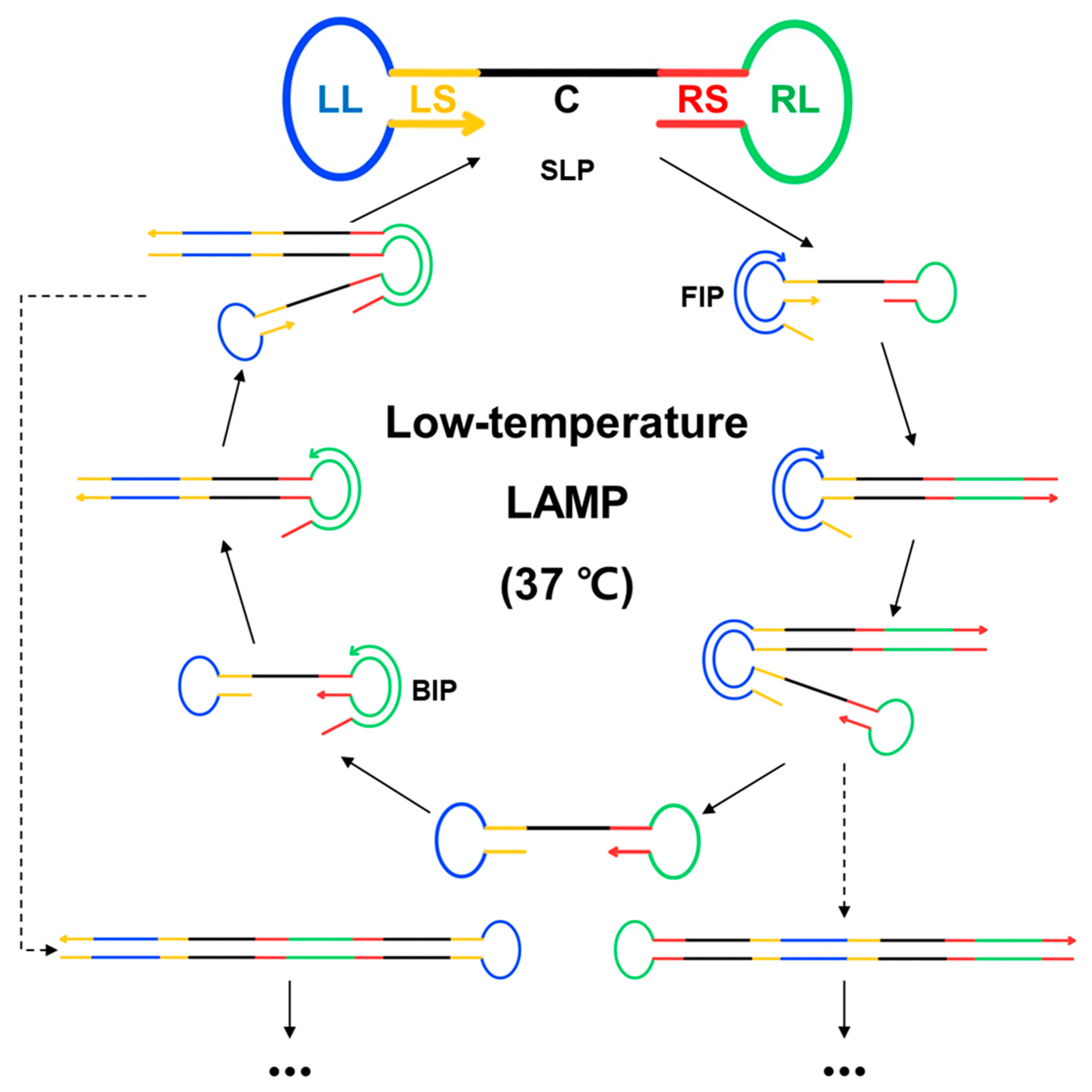 Biosensors 13 00367 g001
