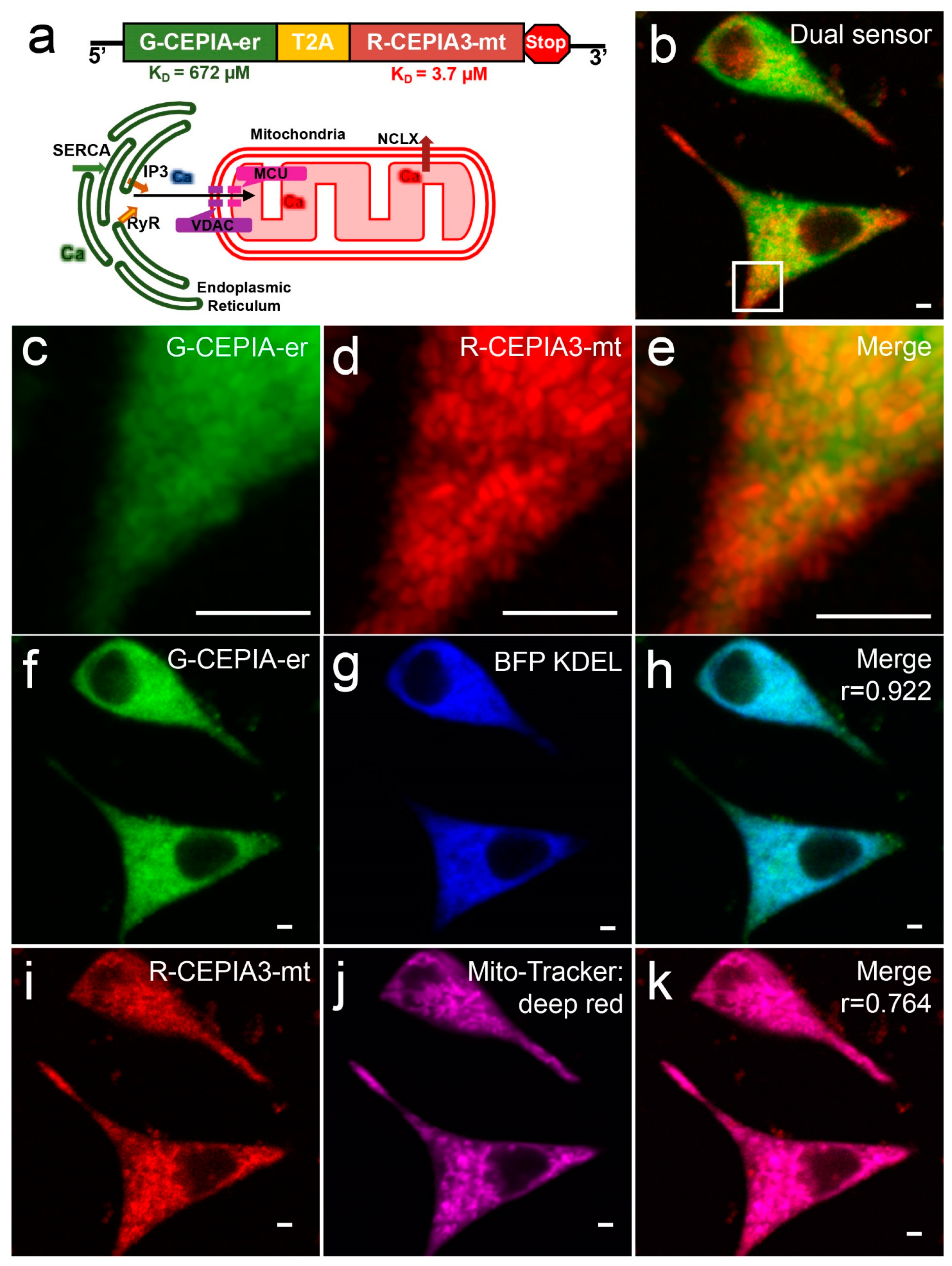 Biosensors 13 00382 g001 Biosensors 13 00382 g001